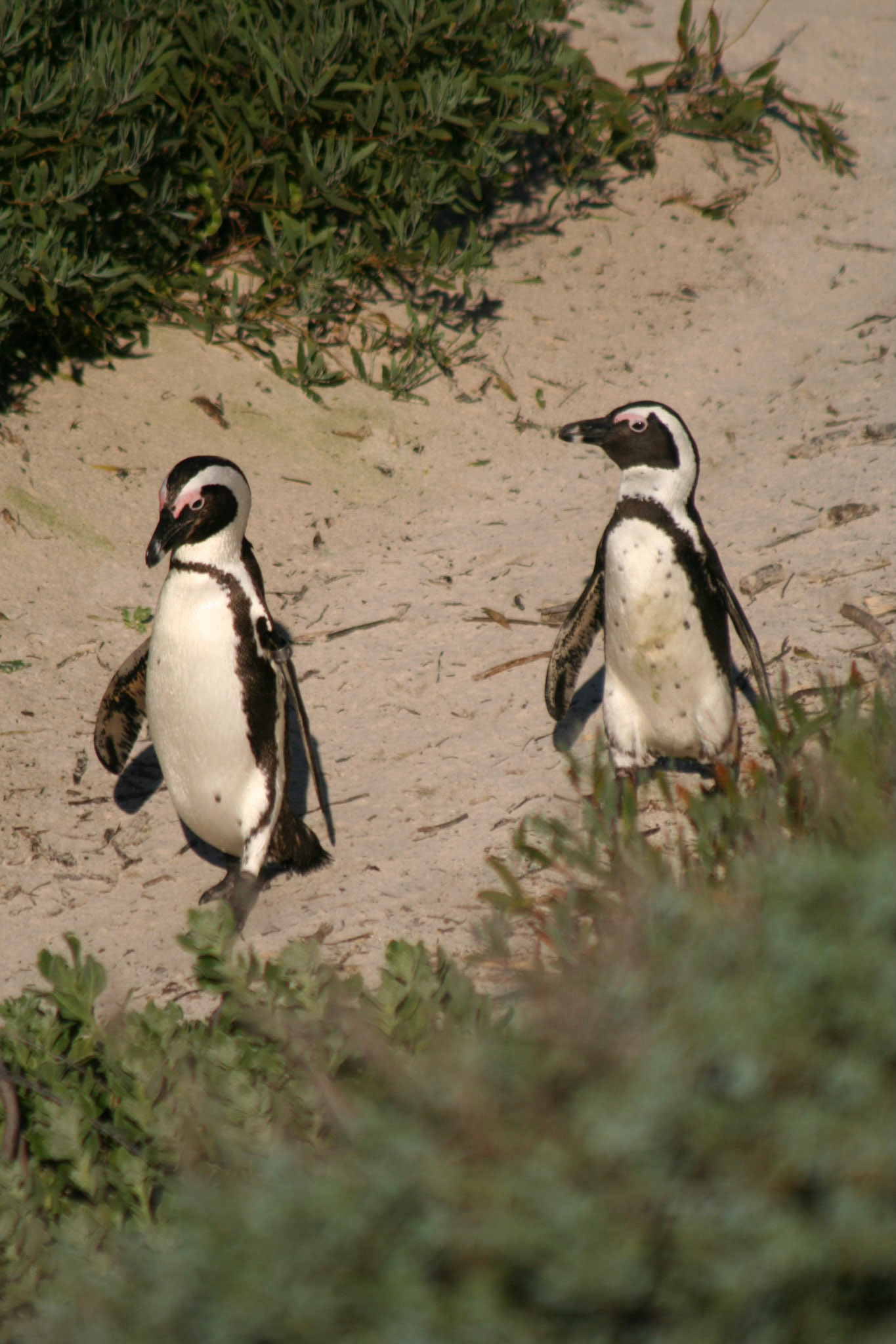 Penguins at Boulders Beach
