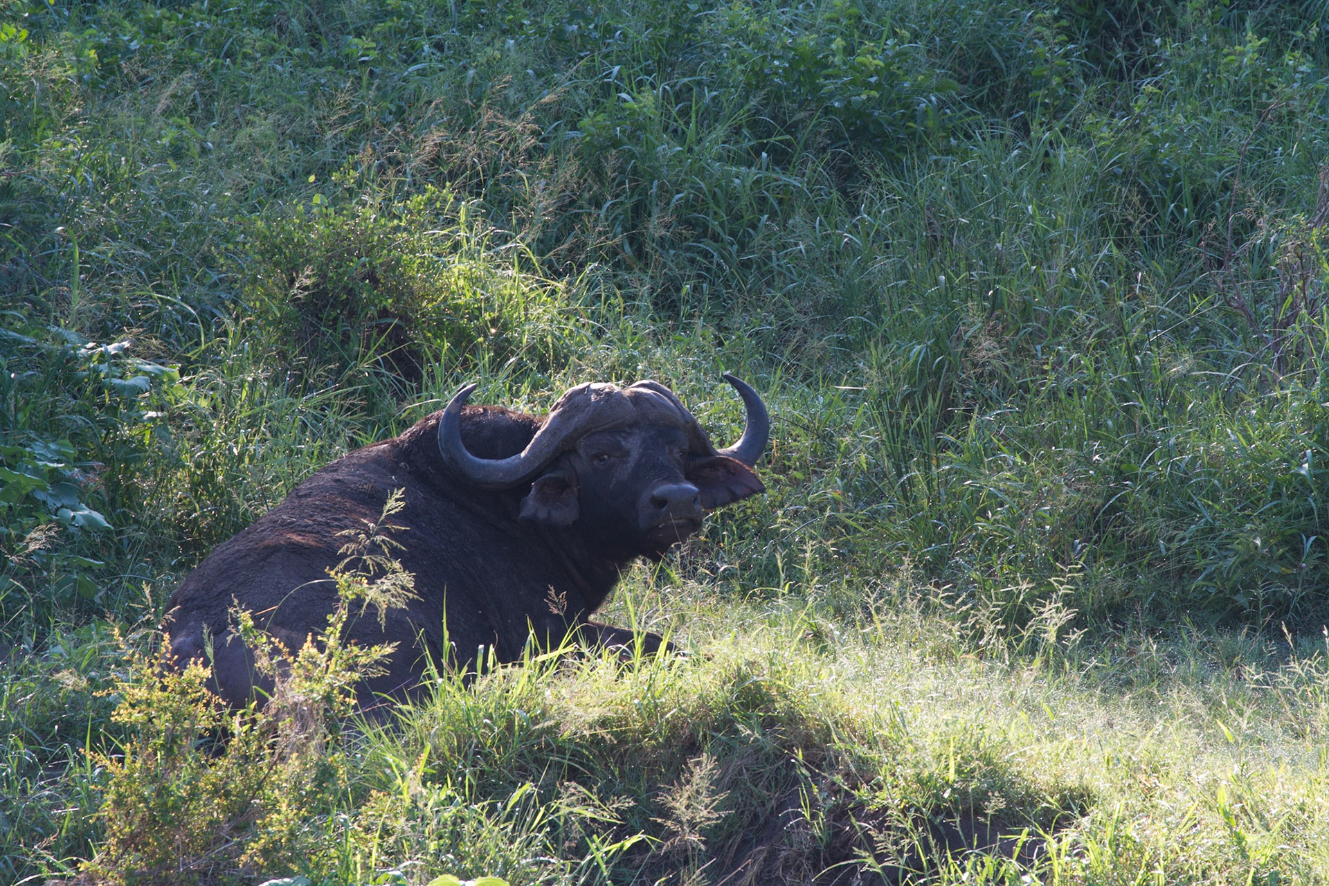 Buffalo bull