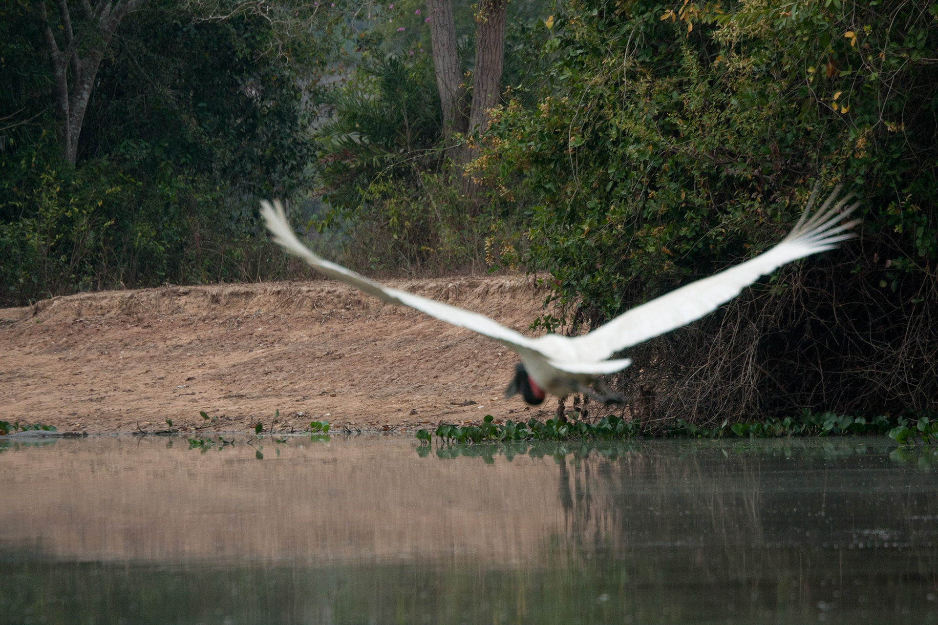 Jabiru stork