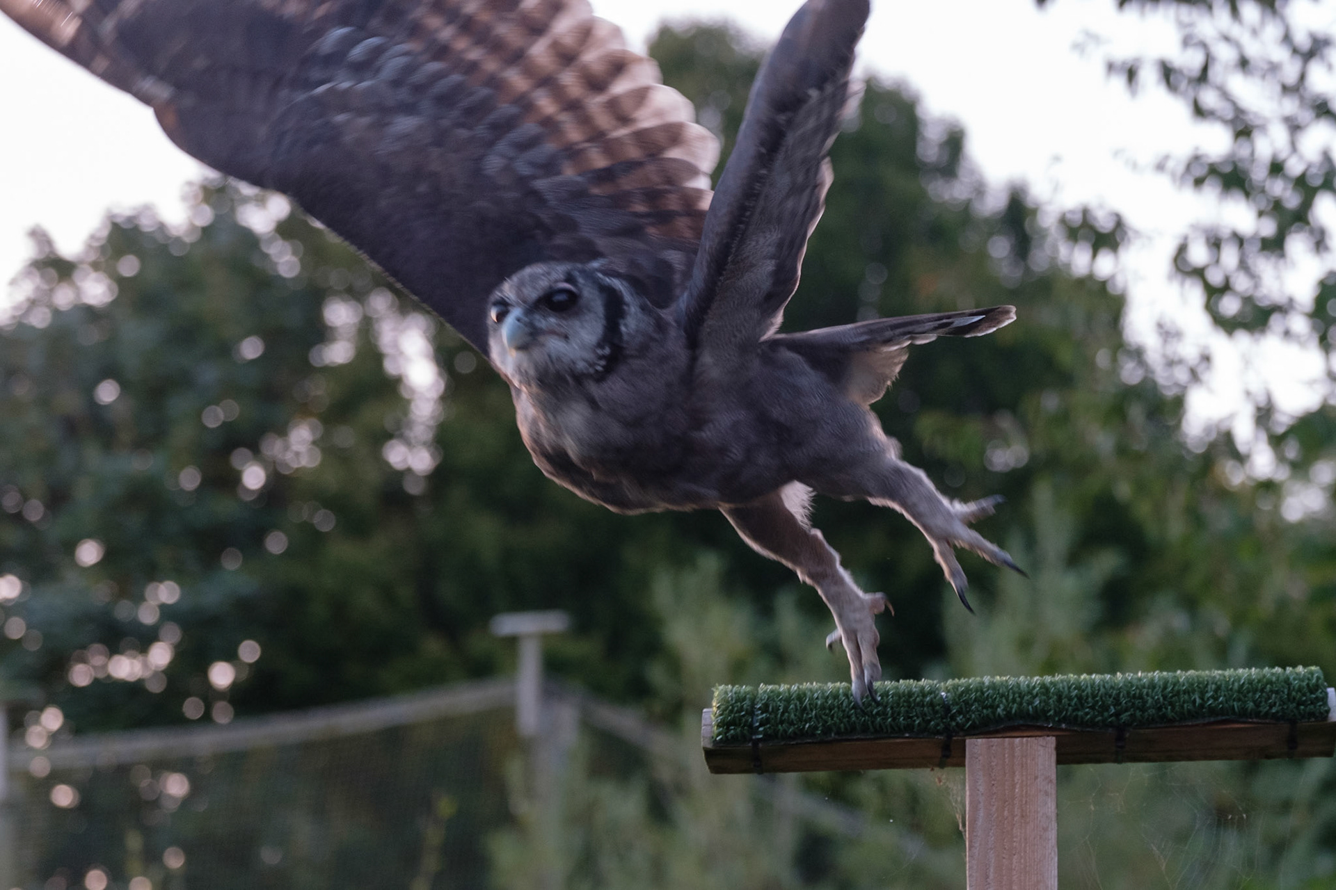 Verreaux’s eagle owl