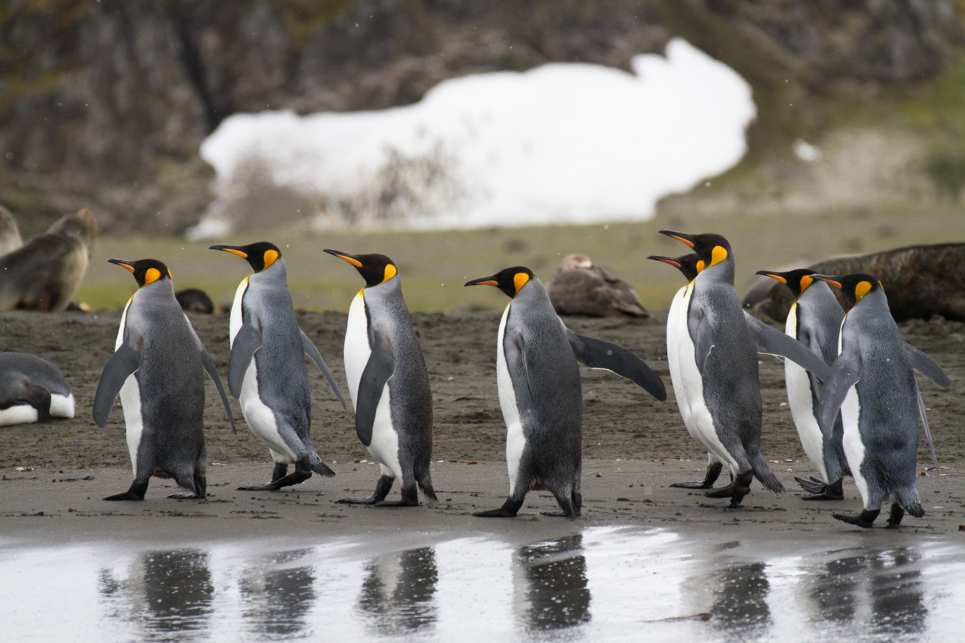 March of the penguins!