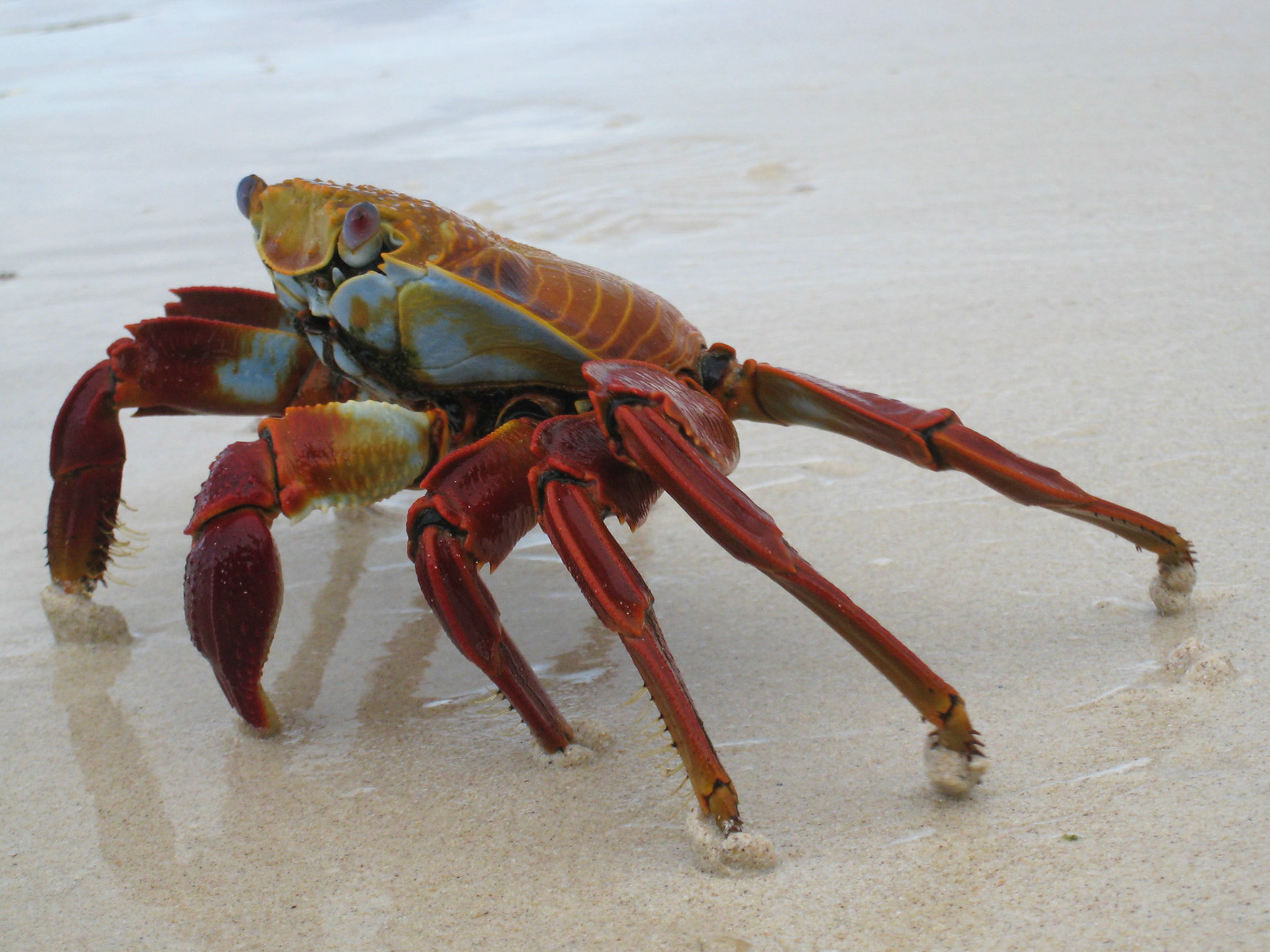 Sally Lightfoot crab