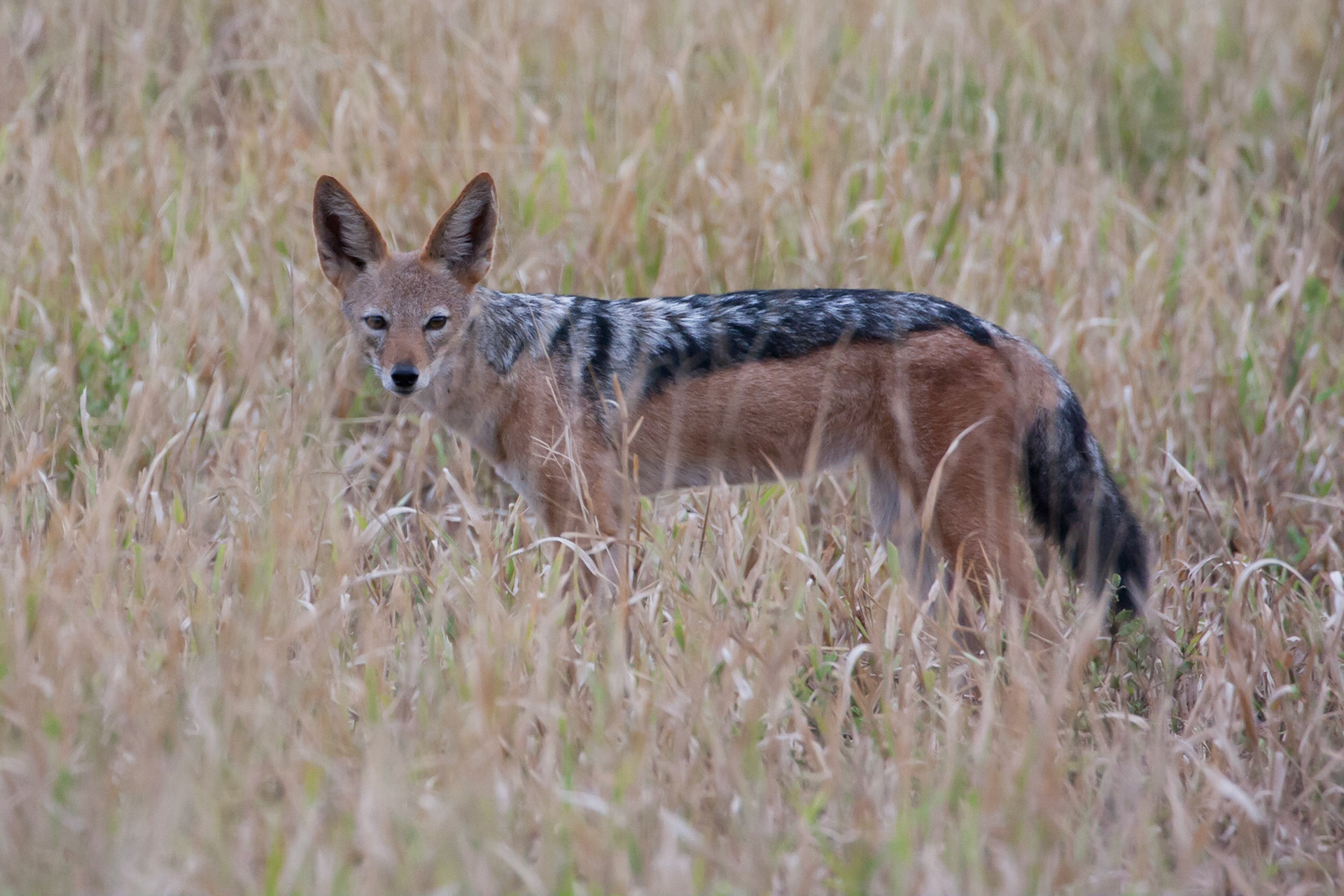 Black backed jackal