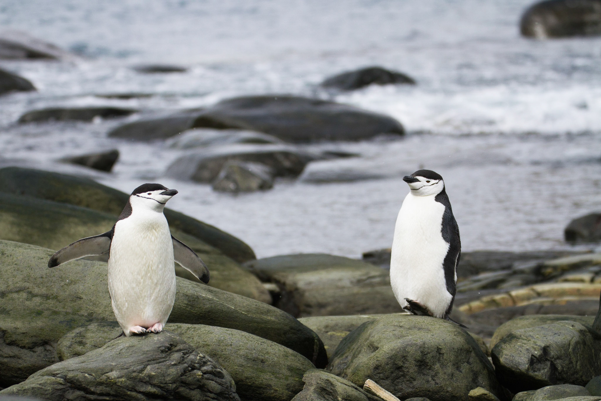 Chinstrap penguins
