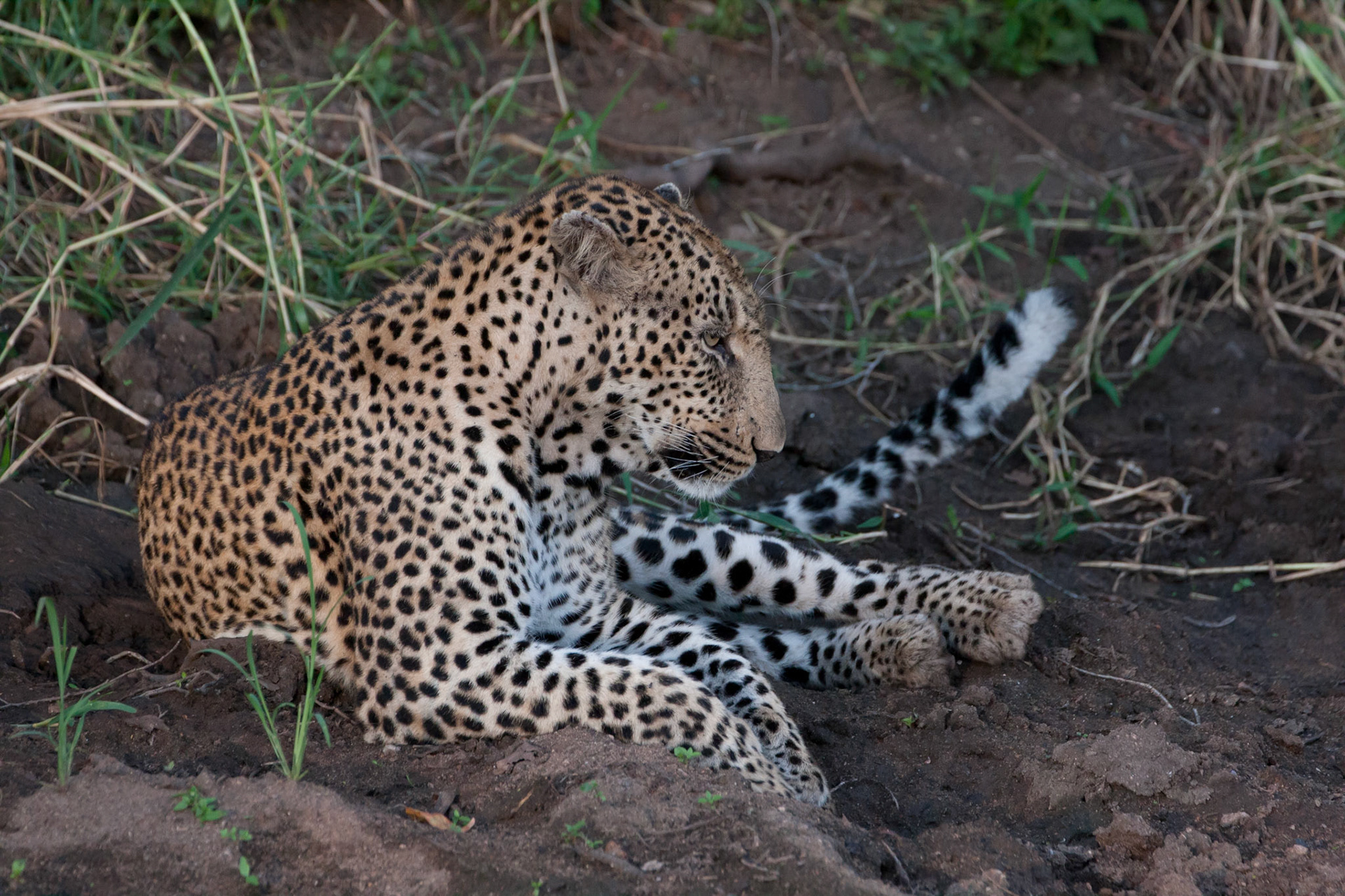 Male leopard