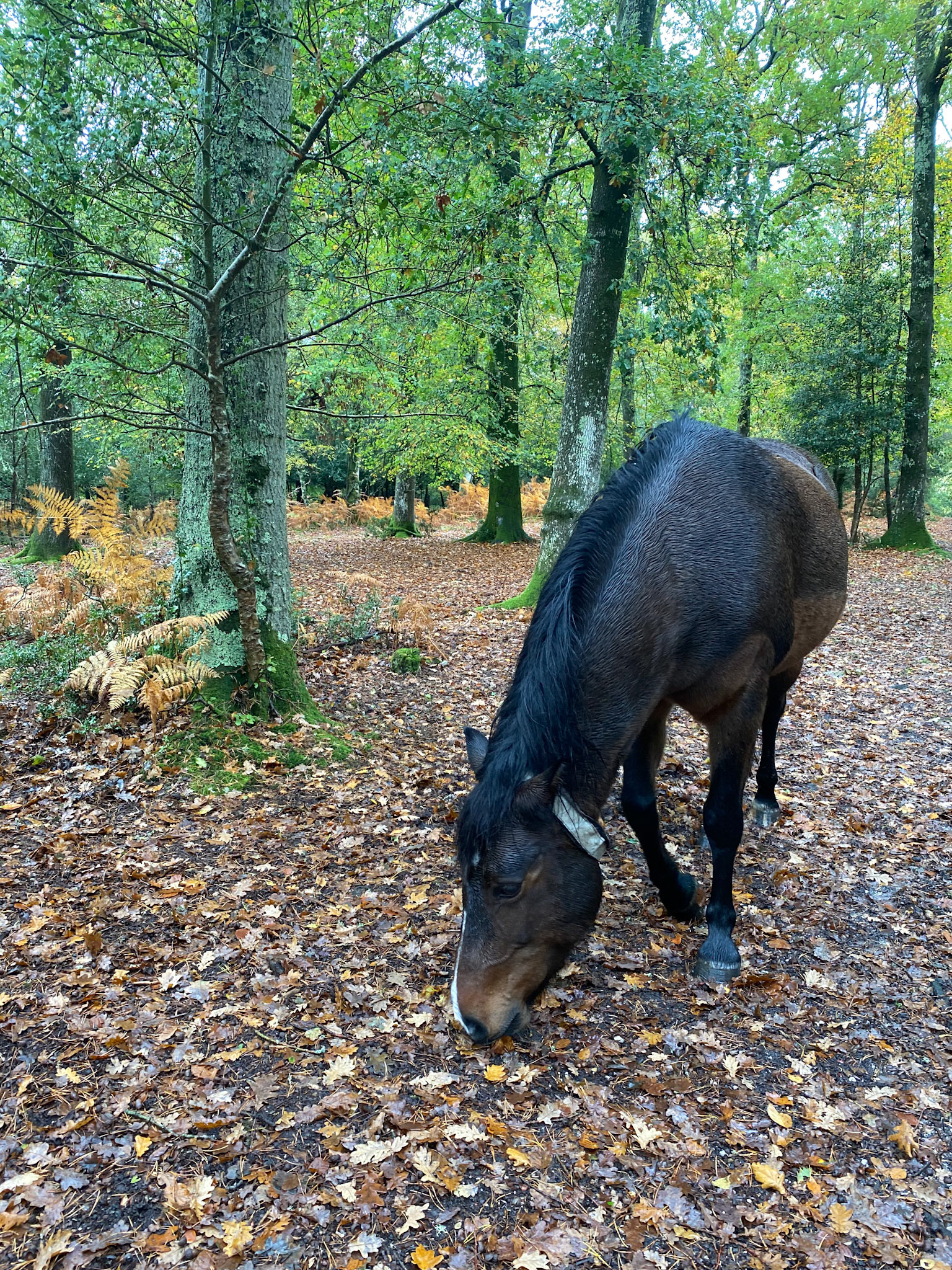New Forest pony