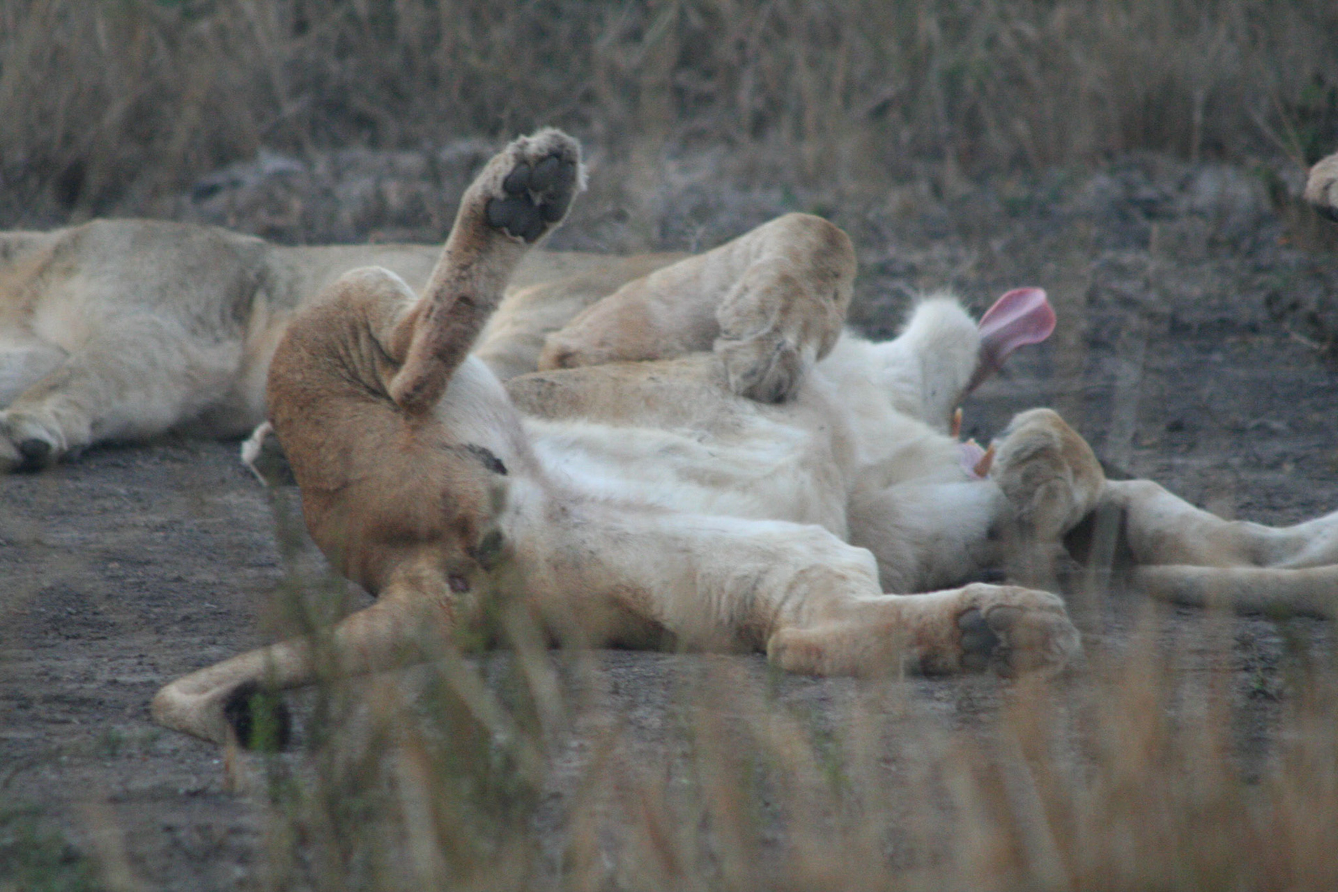 It's a hard life being a lion!