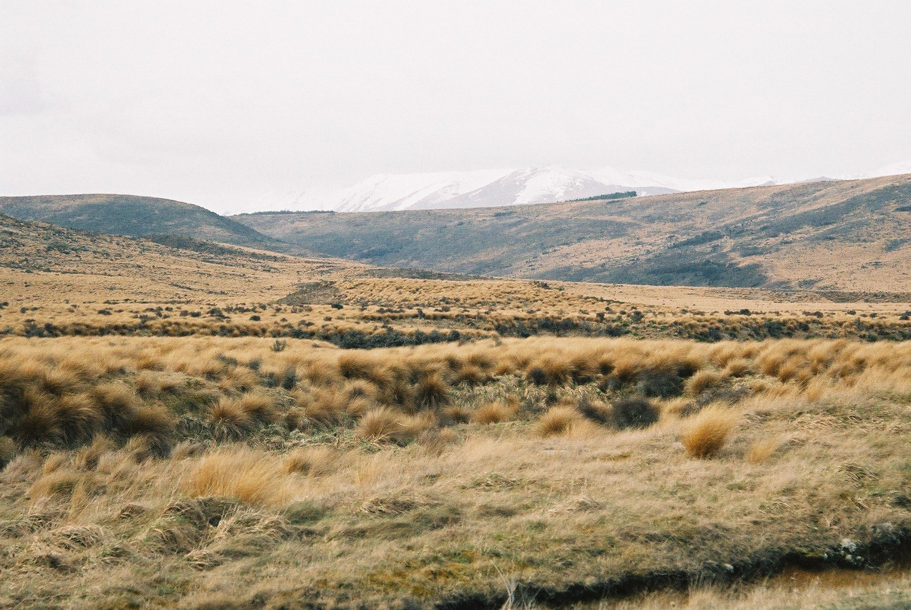 Red tussock conservation area near Te Anau
