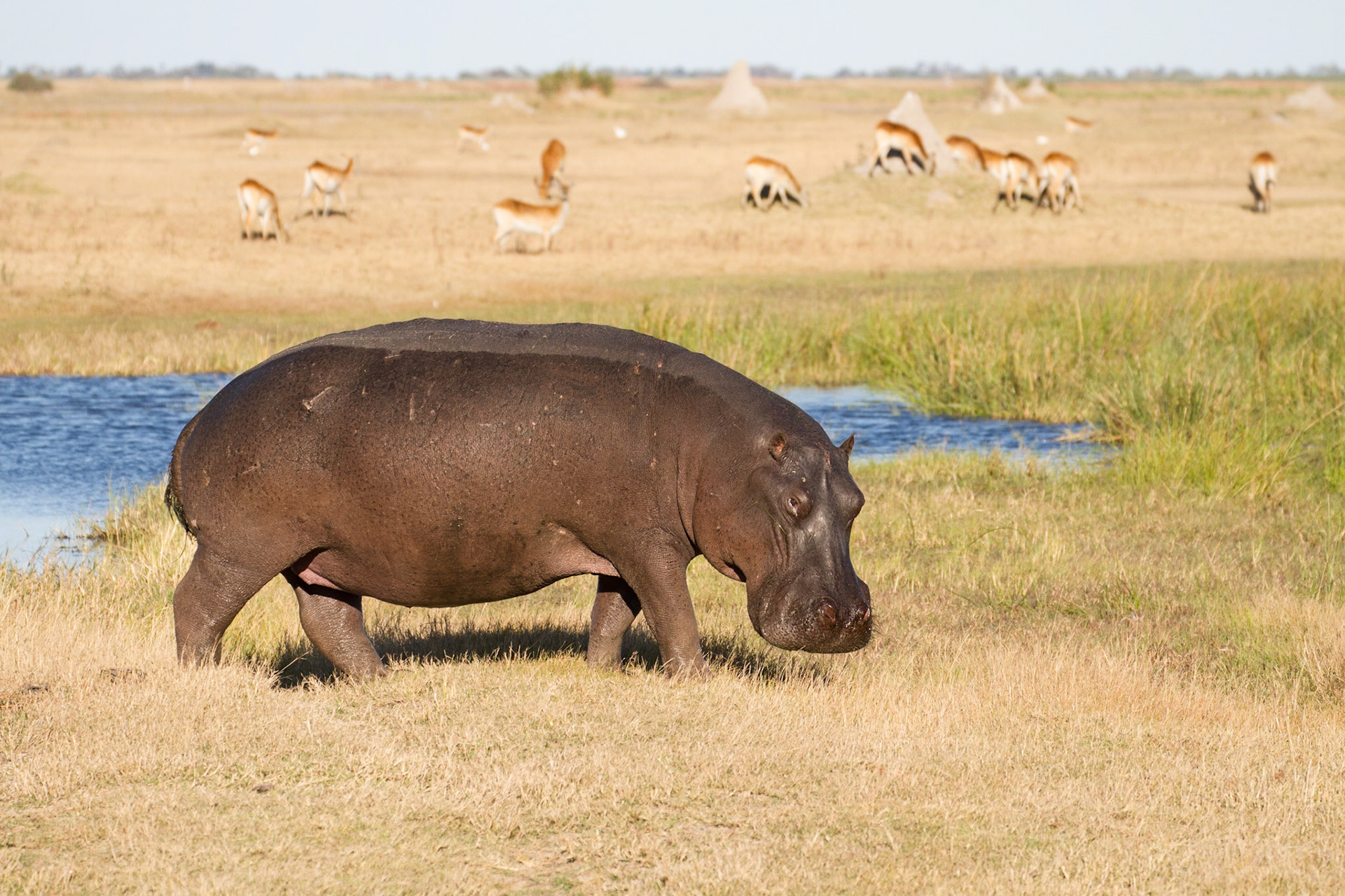 Hippo, Okavango Delta