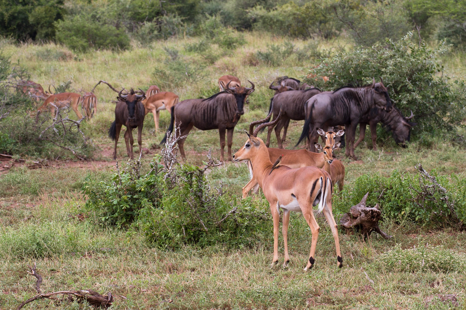 Impala and wildebeest