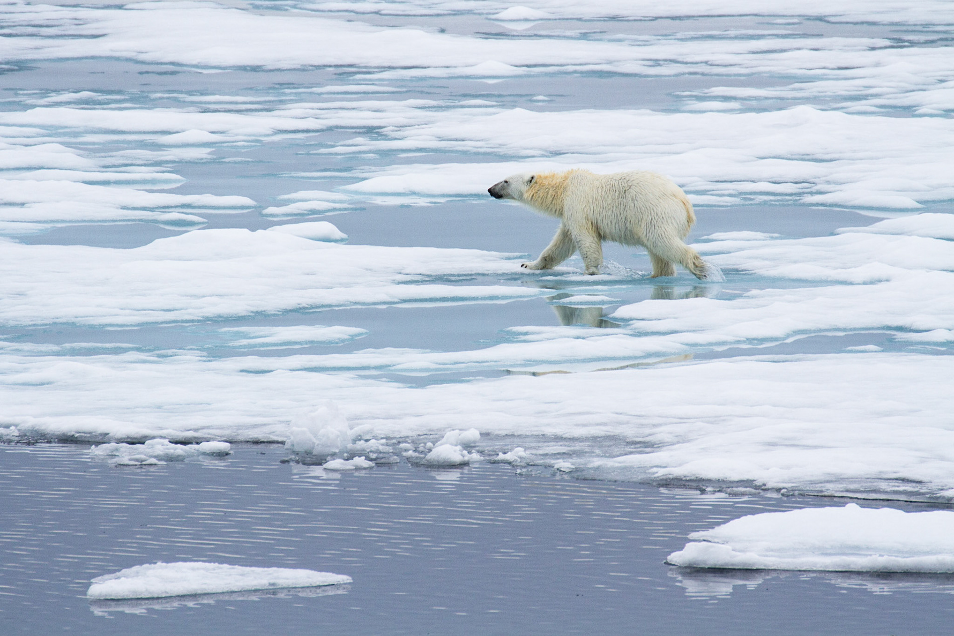 Polar bear (juvenile)