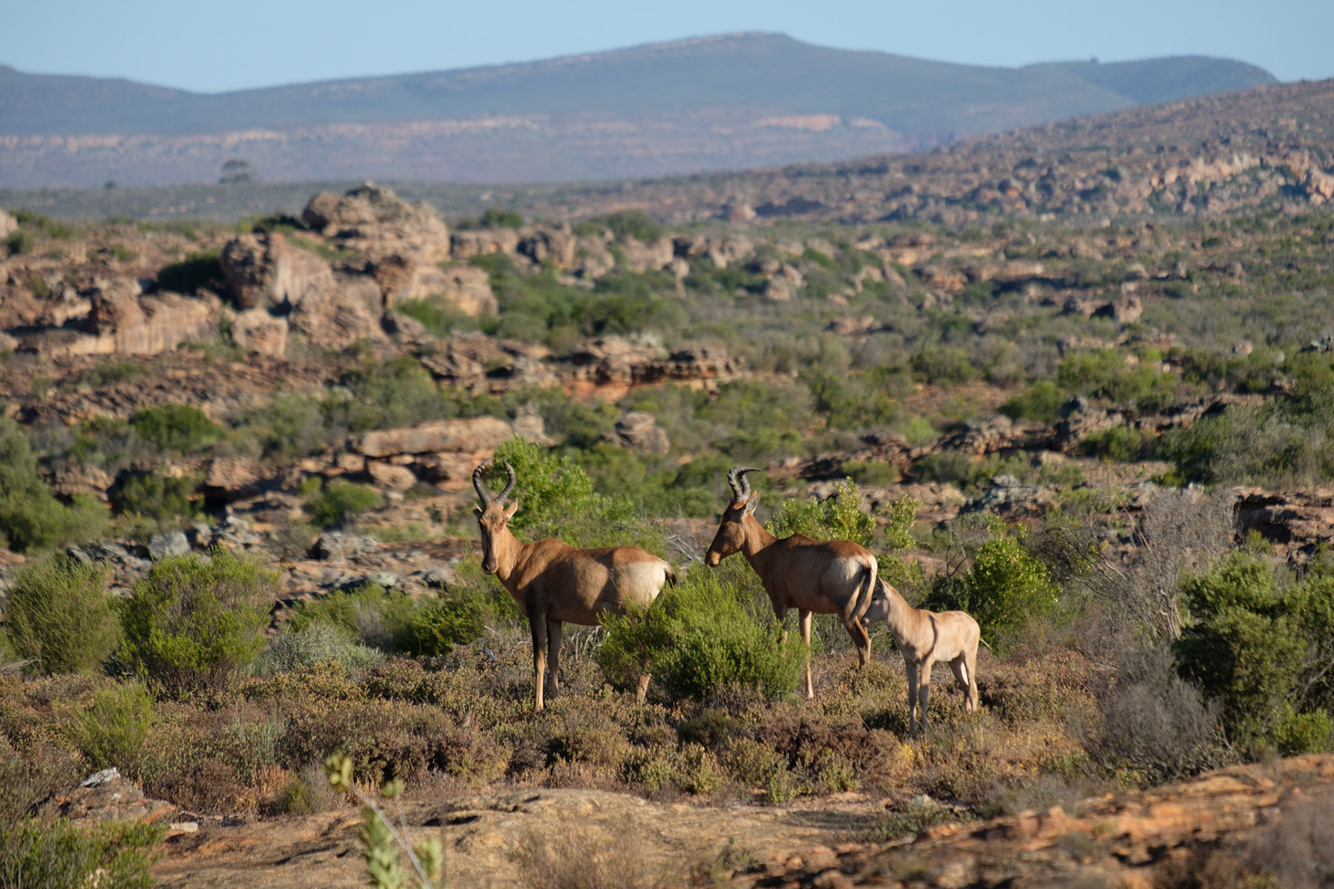 Red Hartebeest
