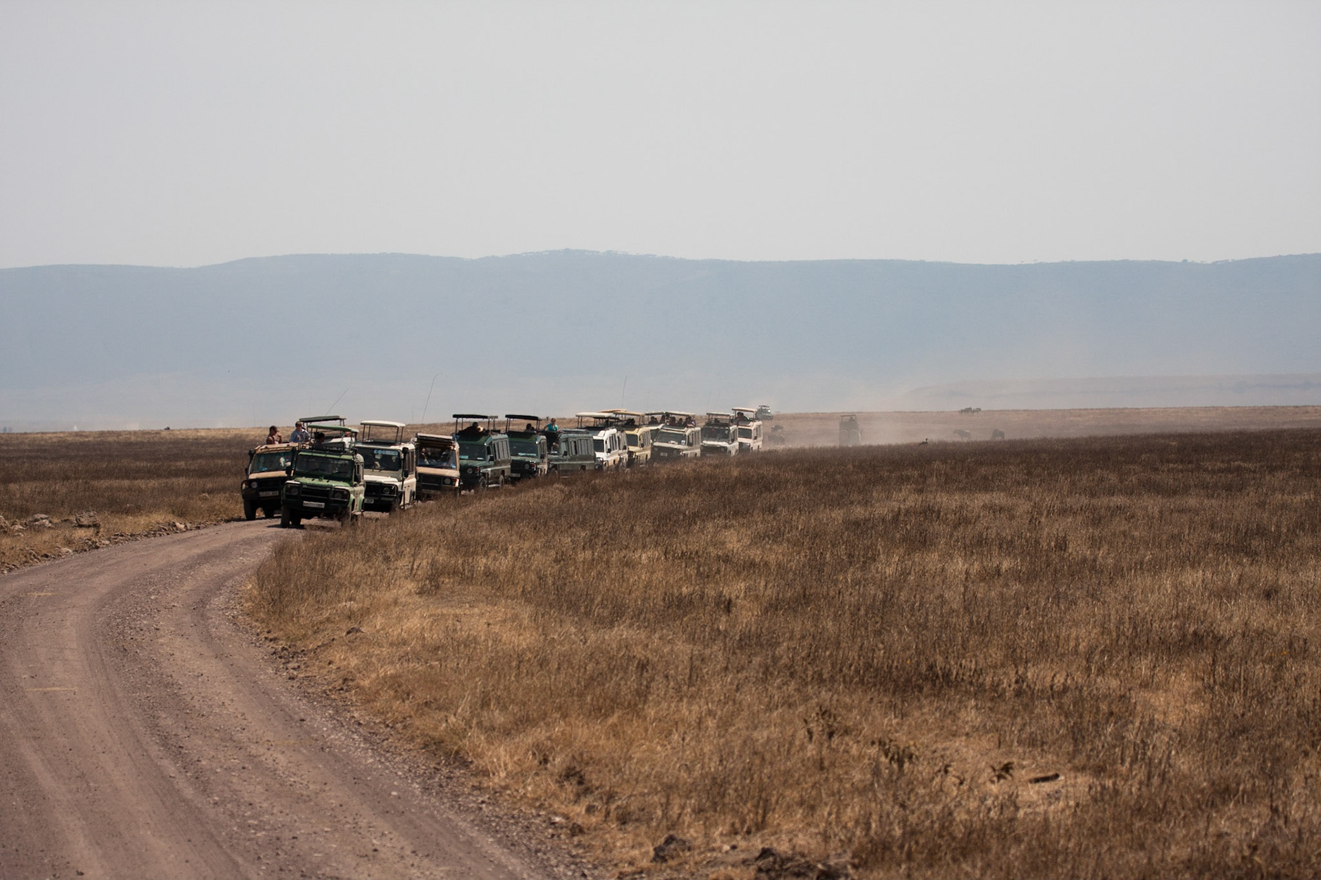 Watching a single black rhino!