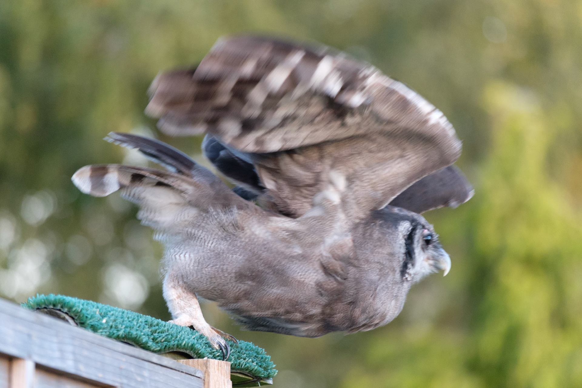 Verreaux’s eagle owl