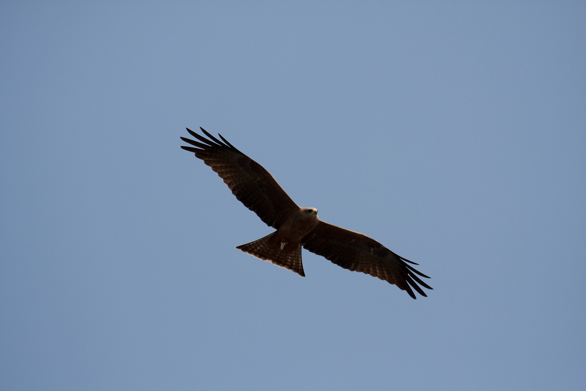 Black kite