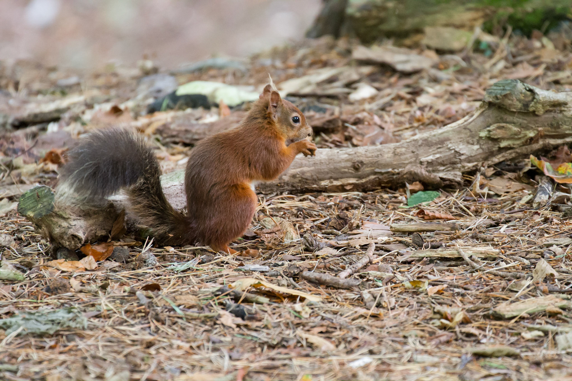 Red squirrel in the woods, Brownsea Island