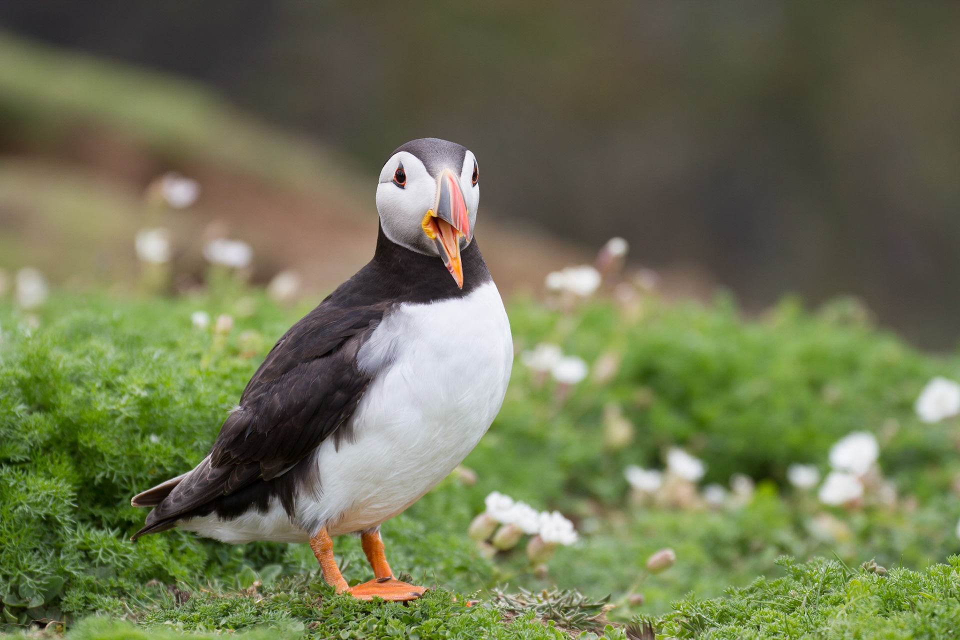 Puffin