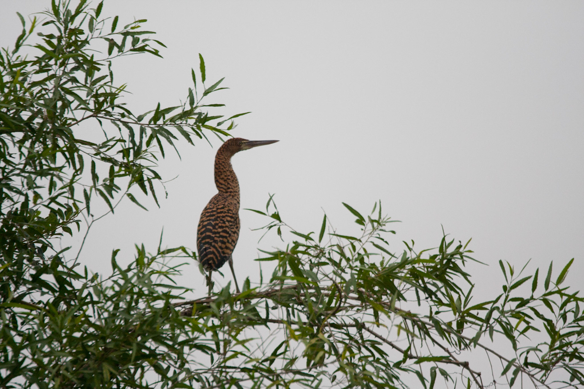 Juvenile rufescent tiger heron
