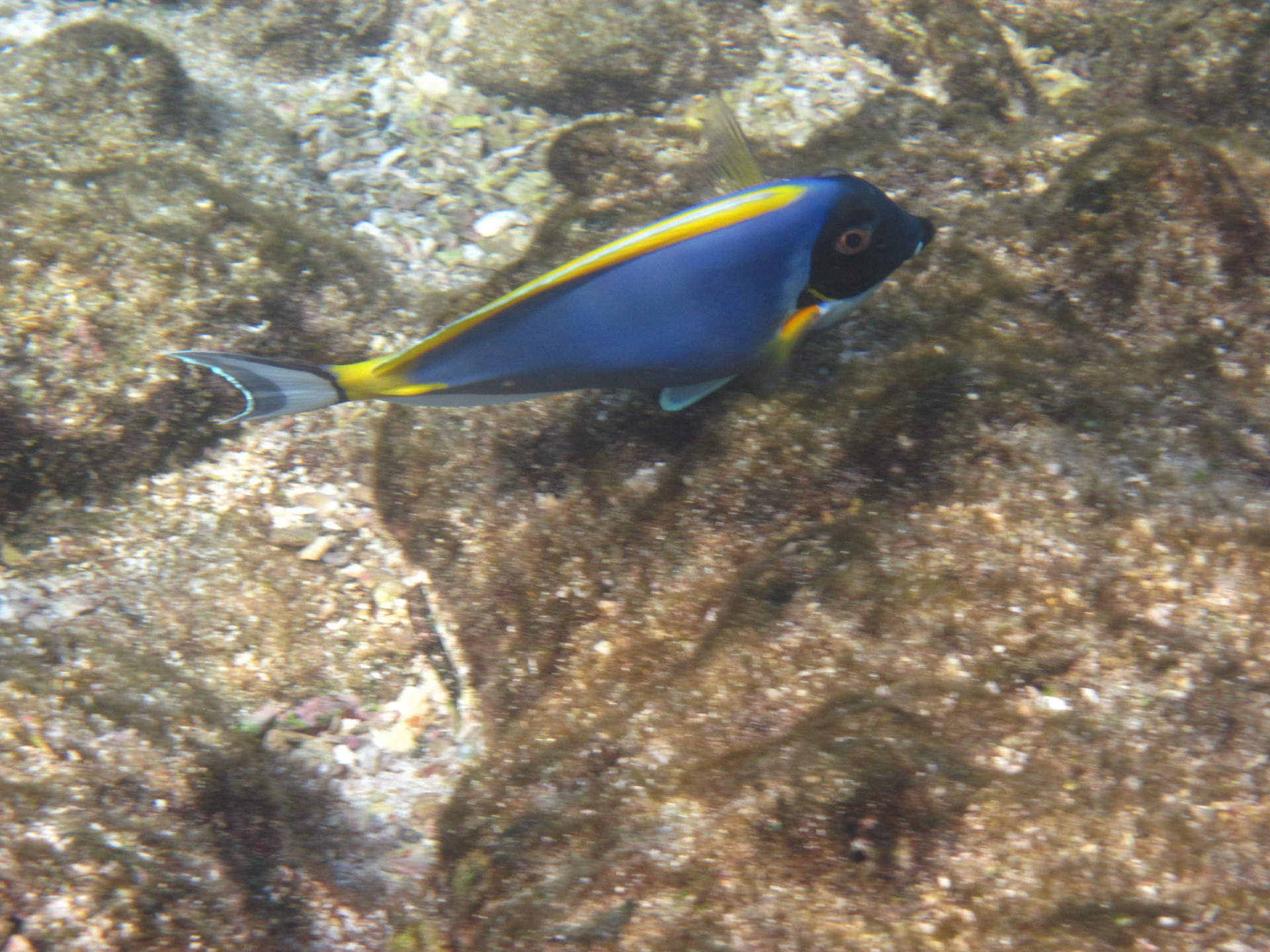 Powder blue surgeonfish