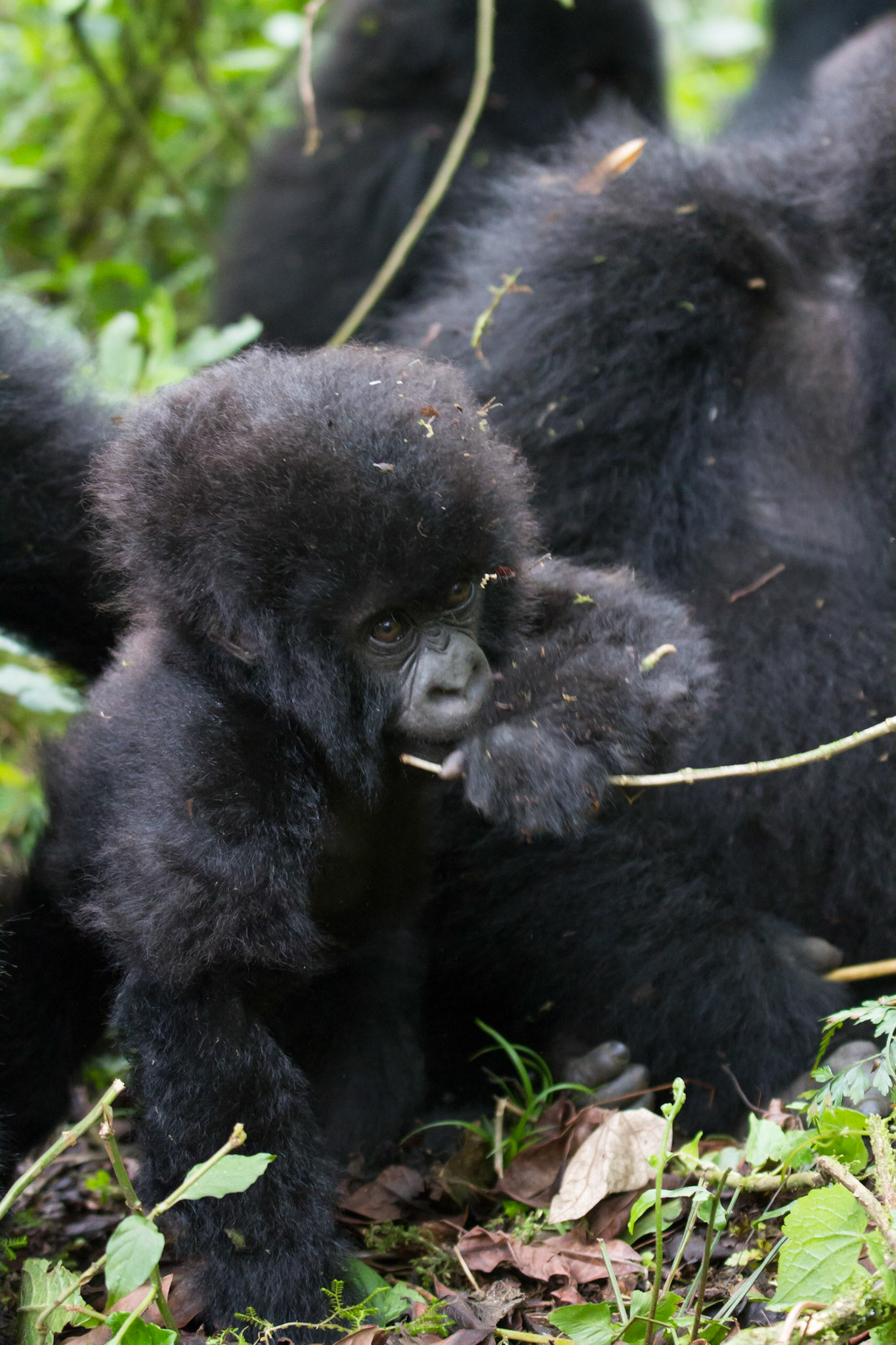 3 month old baby gorilla