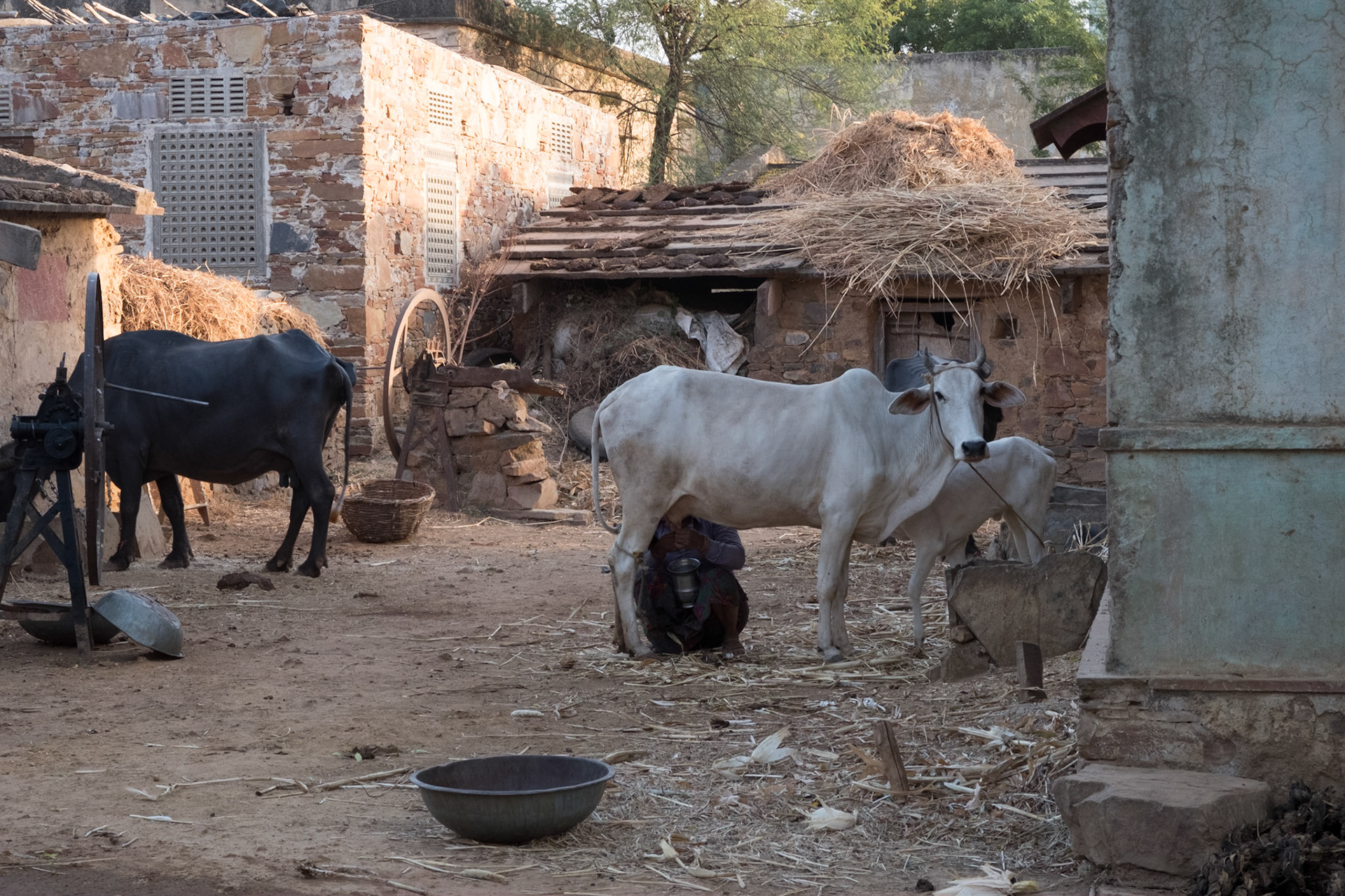 "Cow dust" tour through local villages