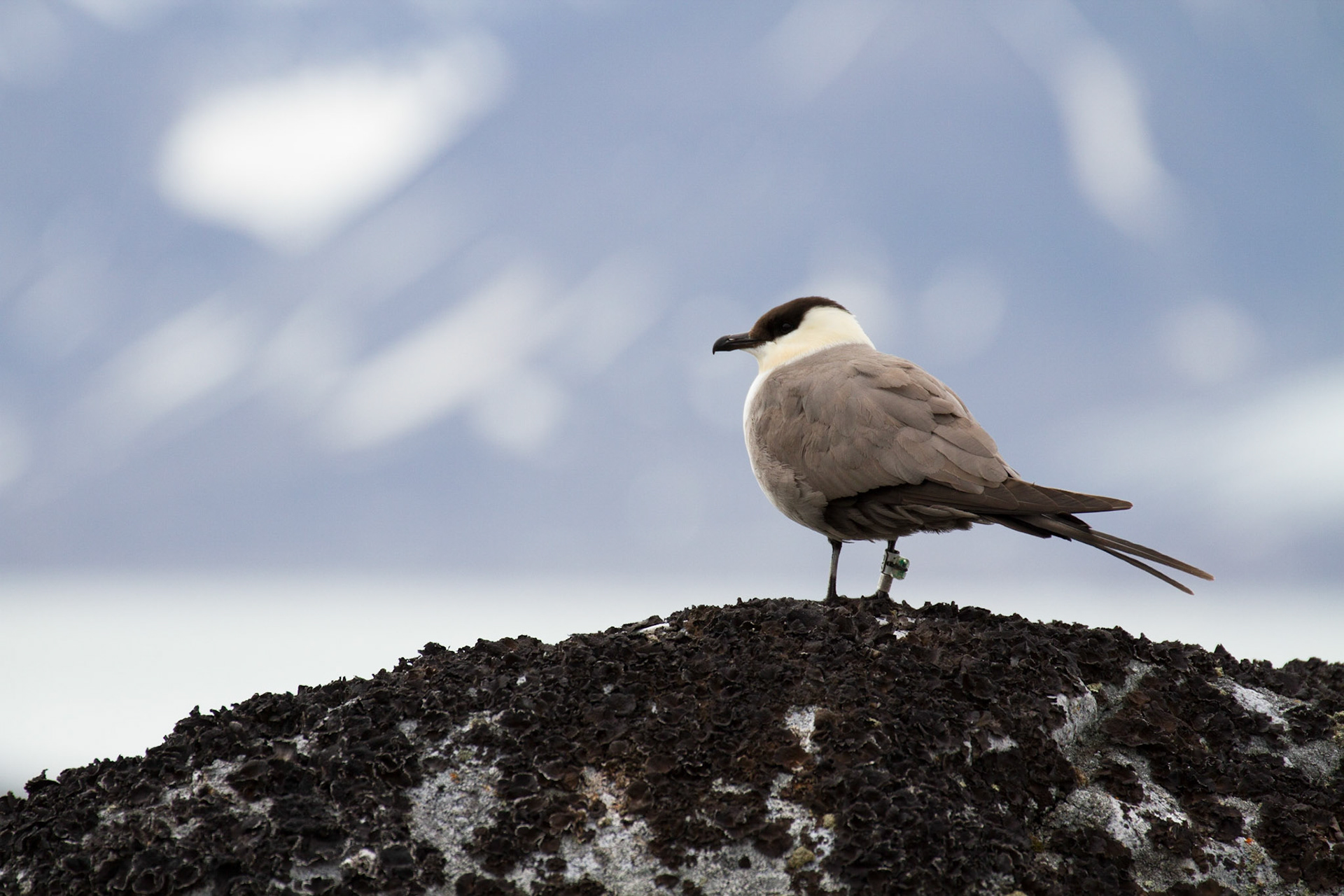 Arctic skua