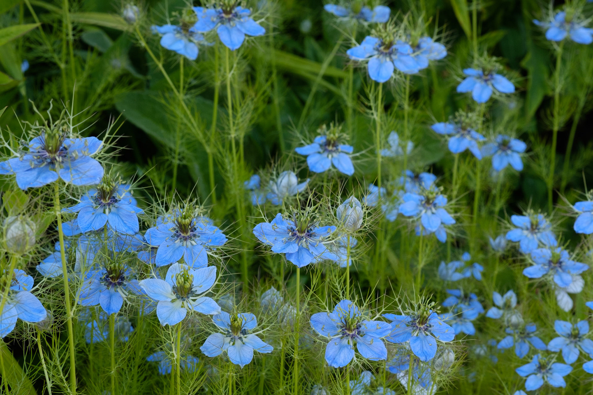 In front of fruit cage