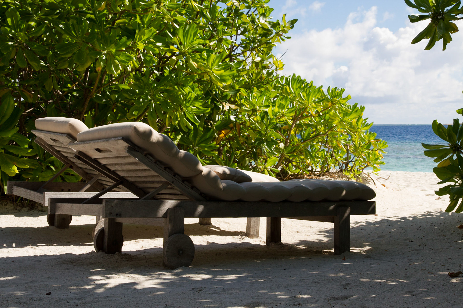 View through the bushes