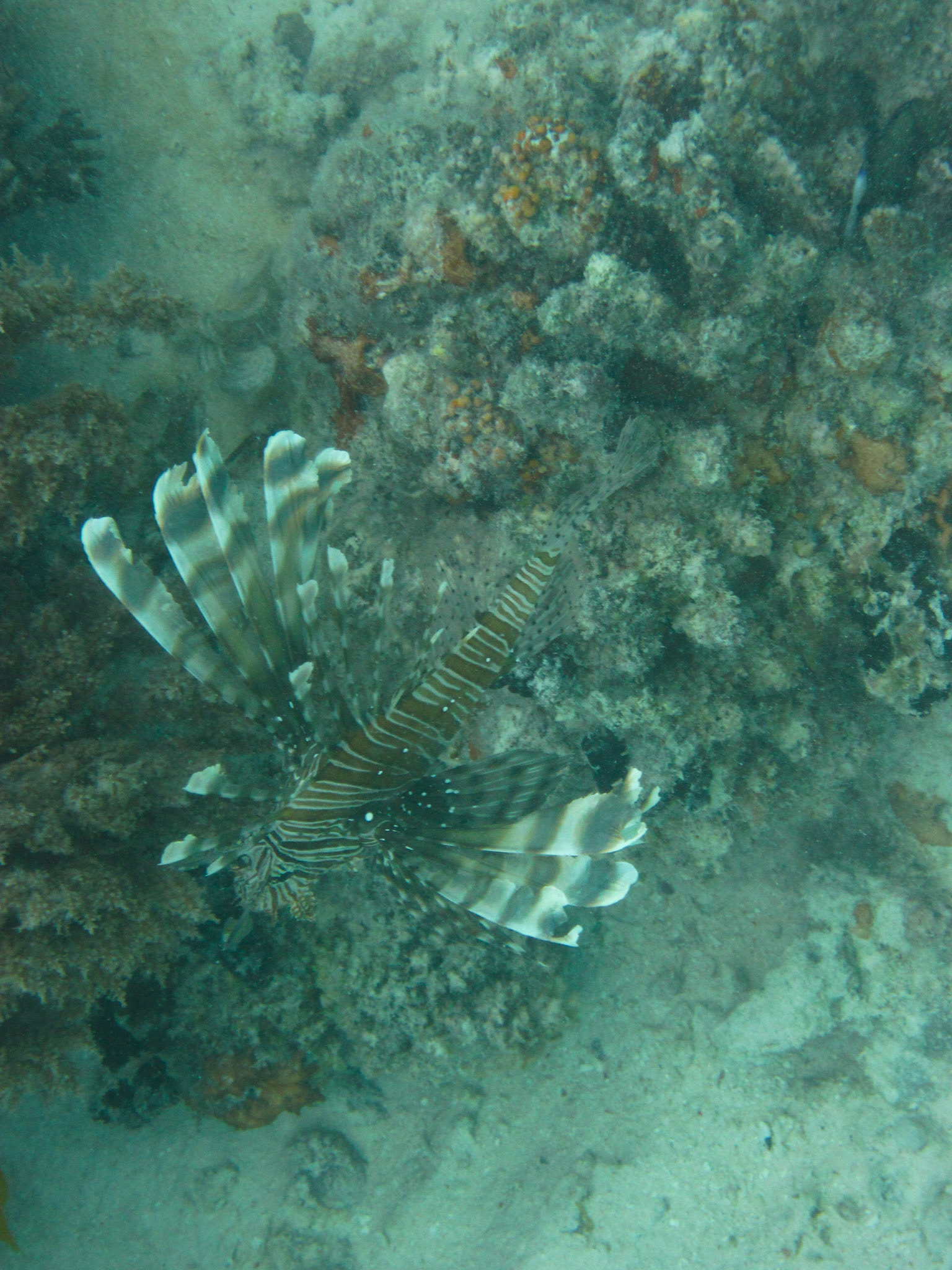 Common lionfish