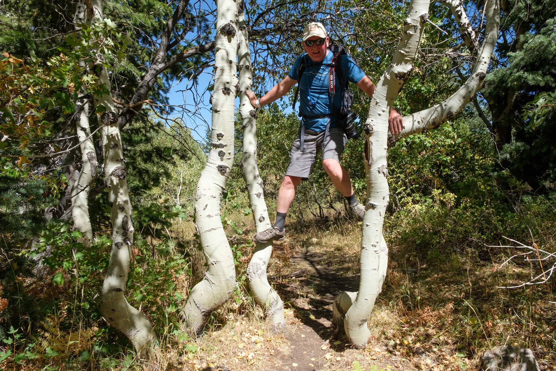 Aspen trees with bent trunks