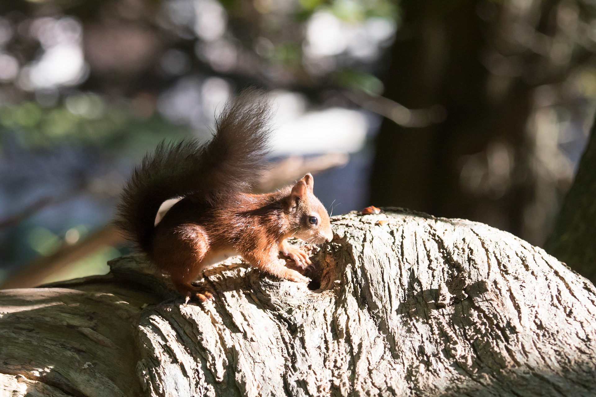 Red squirrel in the woods, Brownsea Island