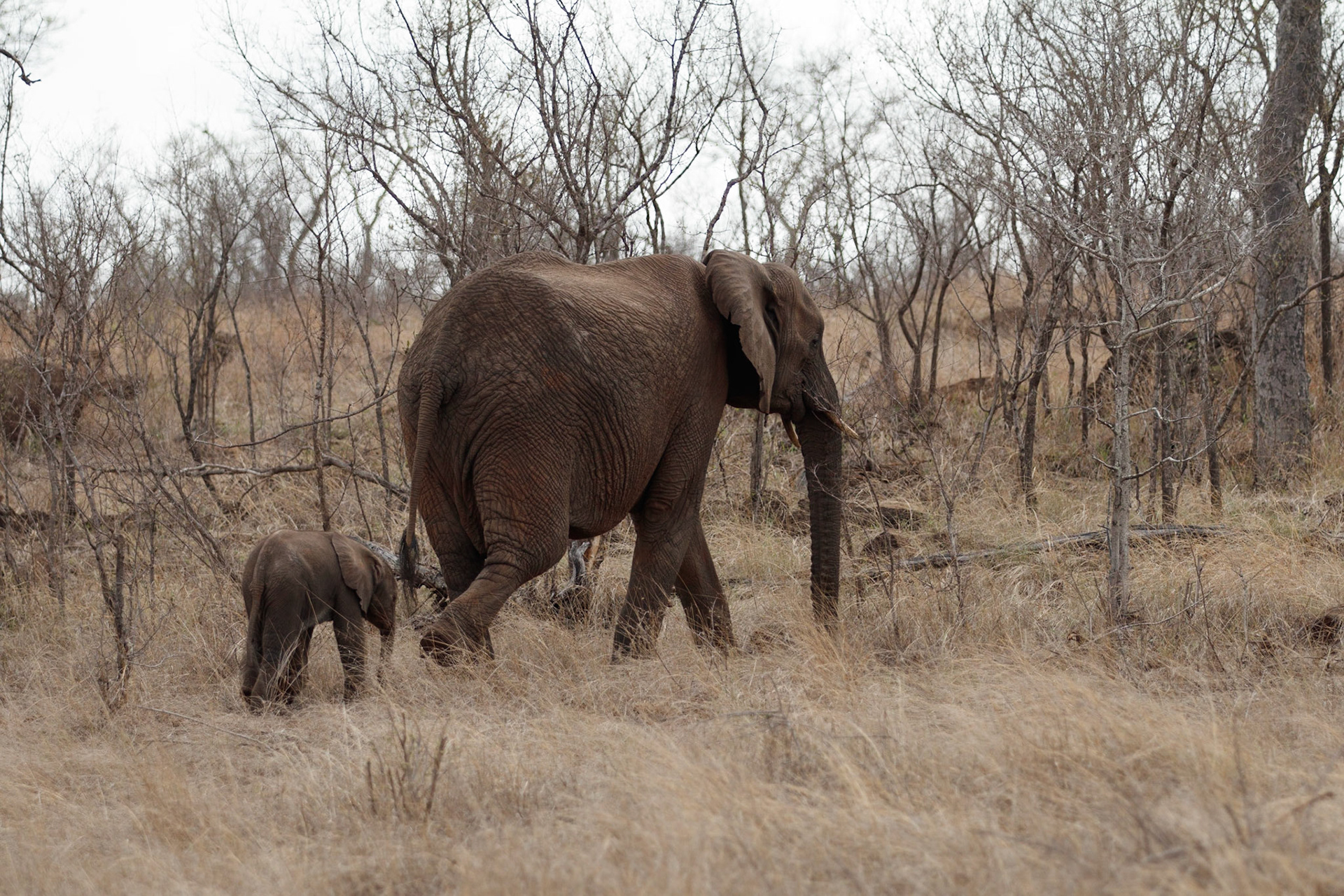 Mother and baby elephant