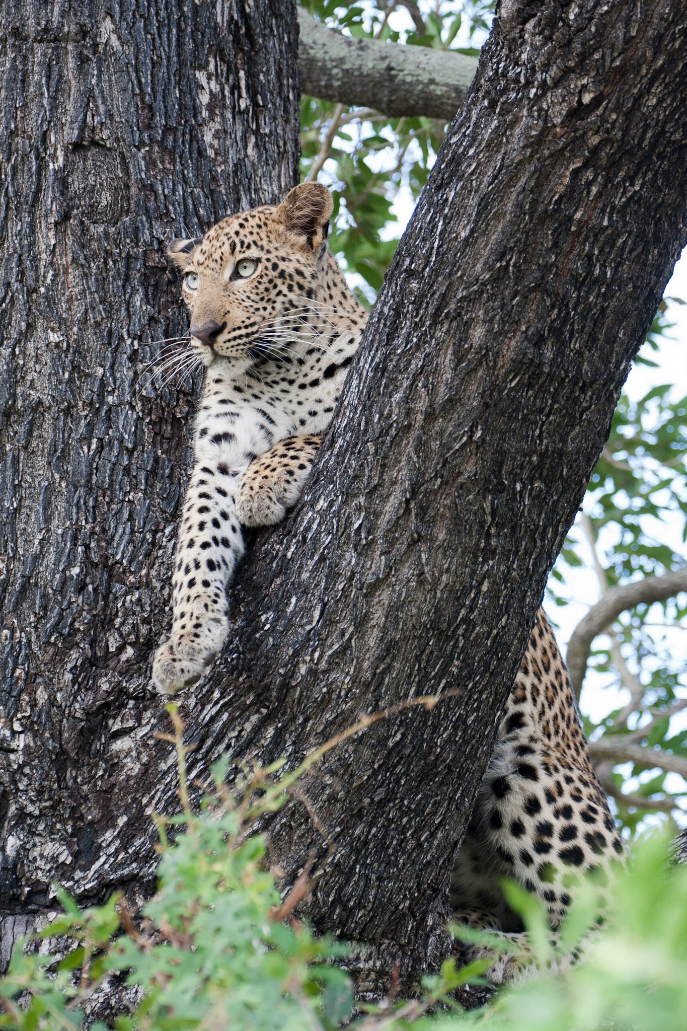 Female leopard