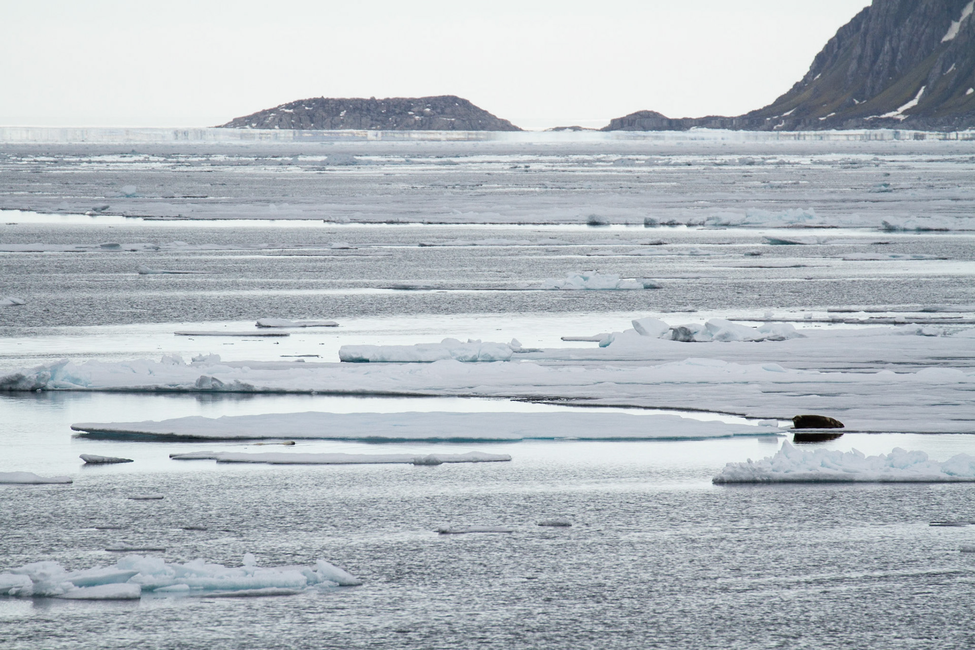Polar bear hunting a bearded seal