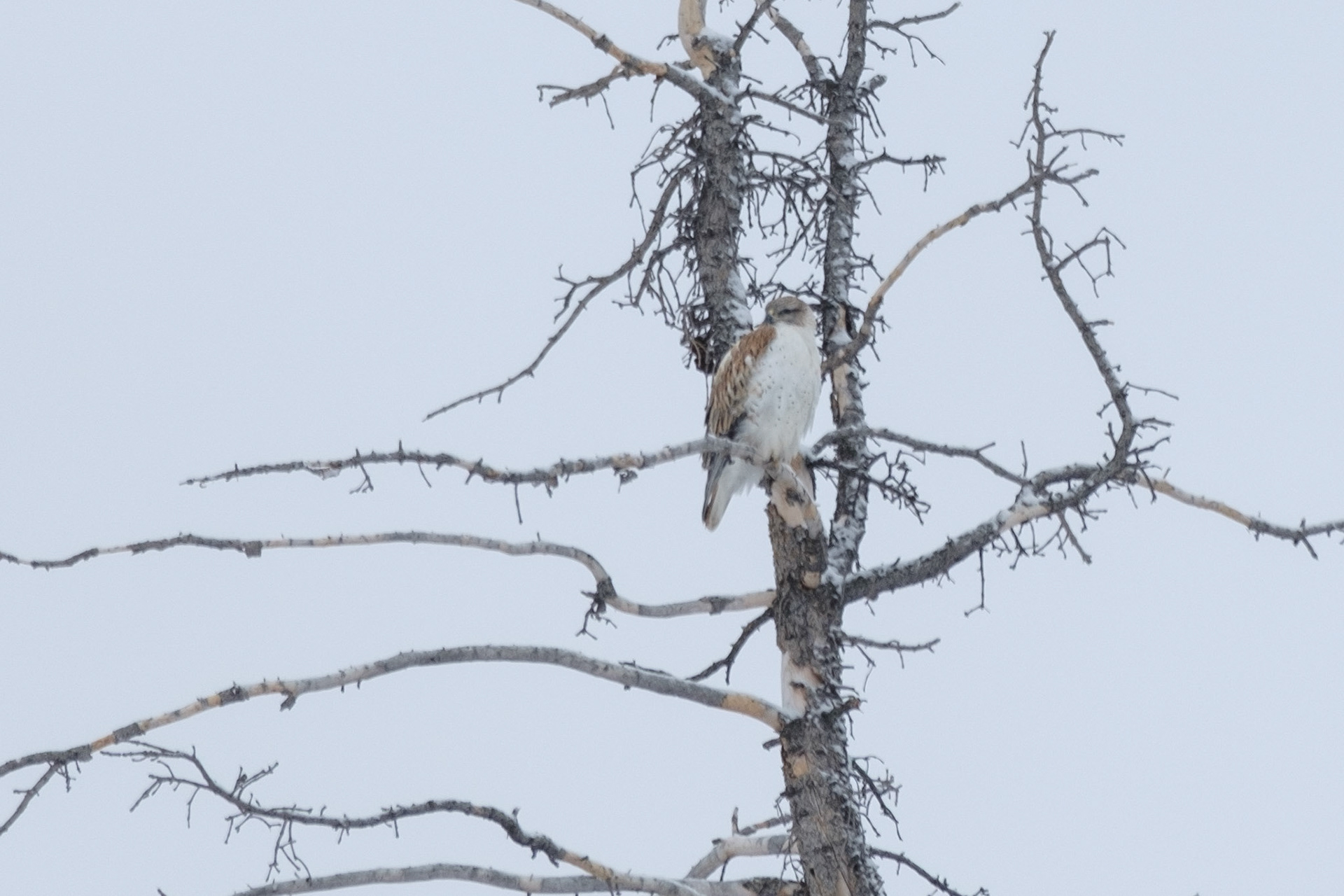Ferruginous Hawk