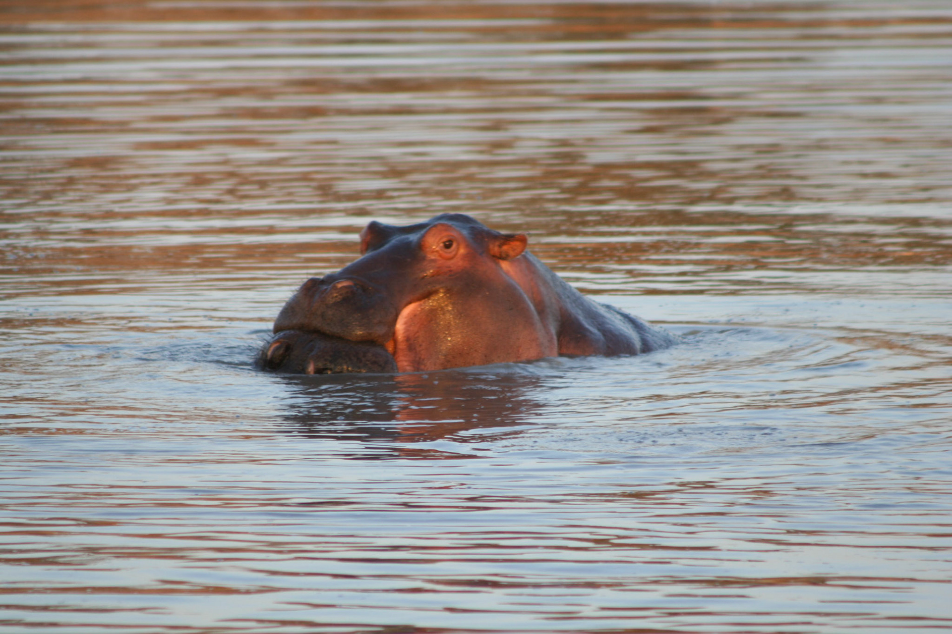Hippos playing at Clara Dam, sunset