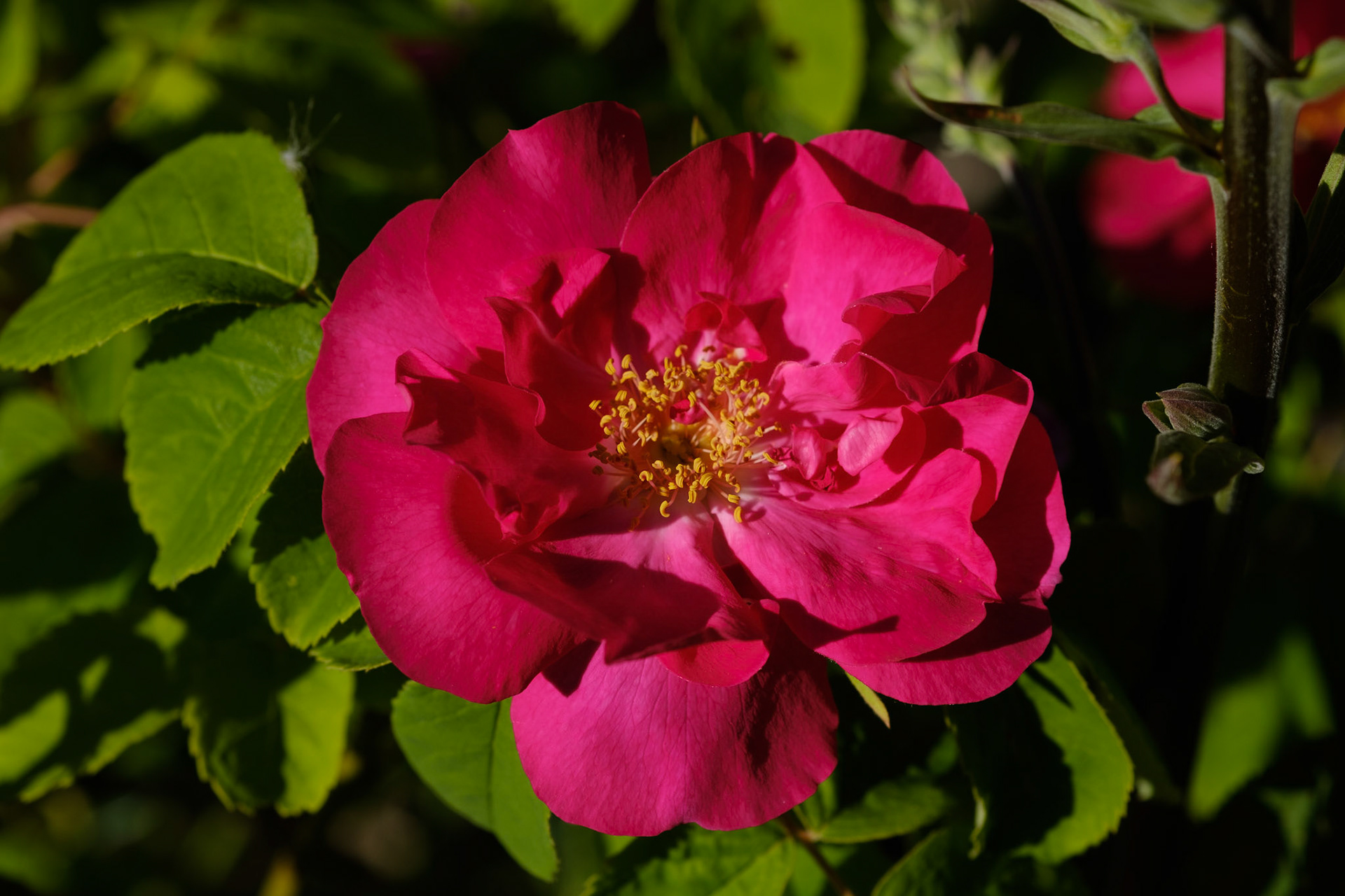Shrub rose bush (curved bed)