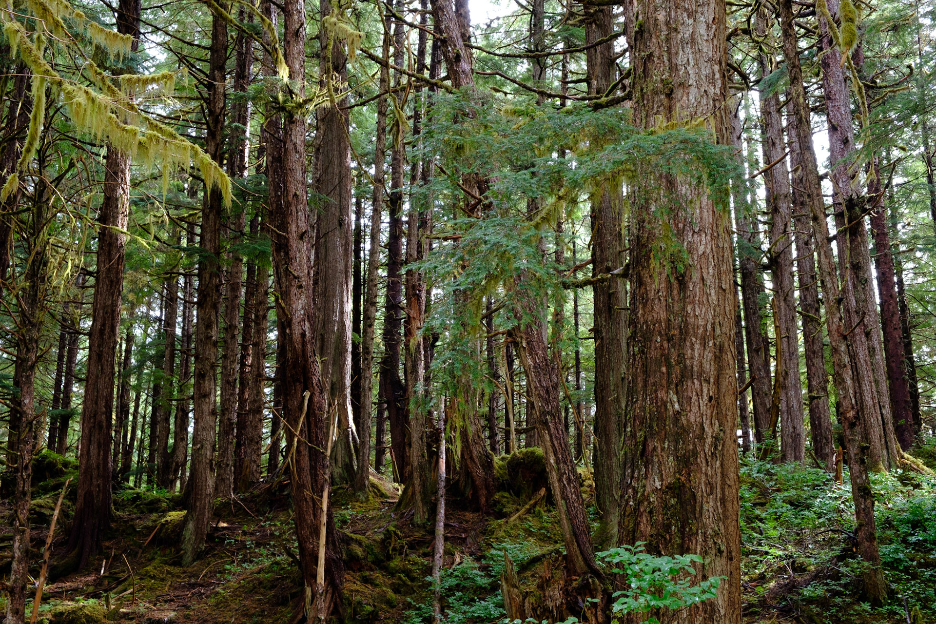 Old growth rainforest