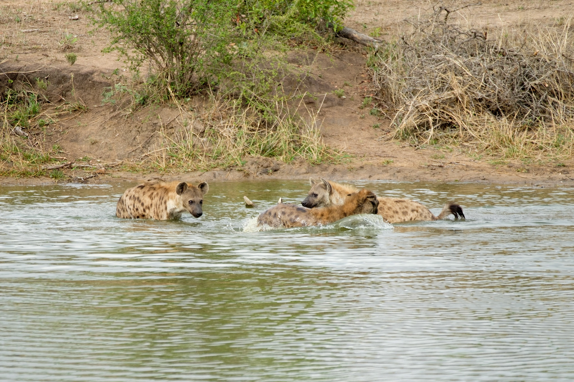 Hyenas playing in the water