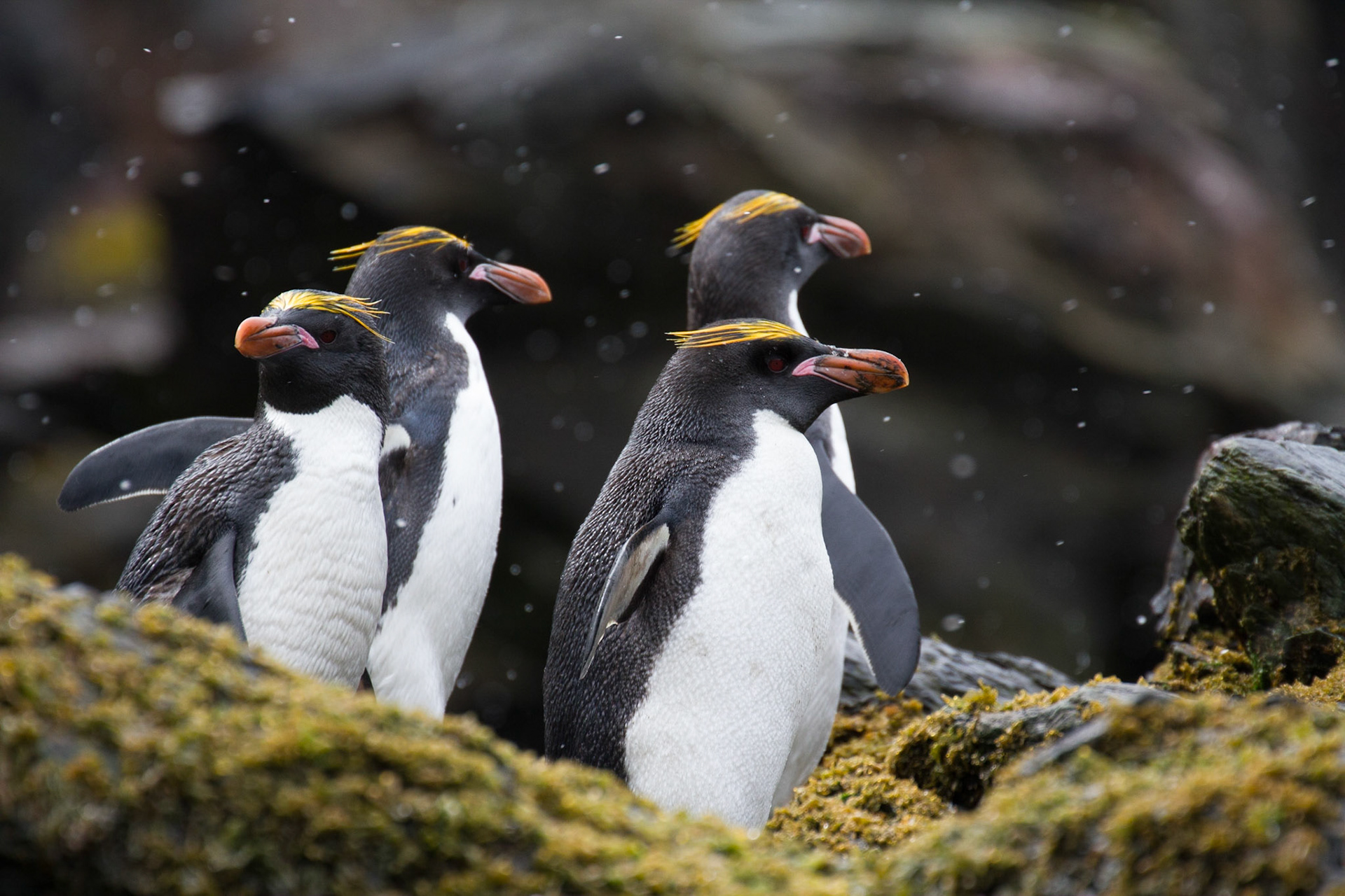 Macaroni penguins