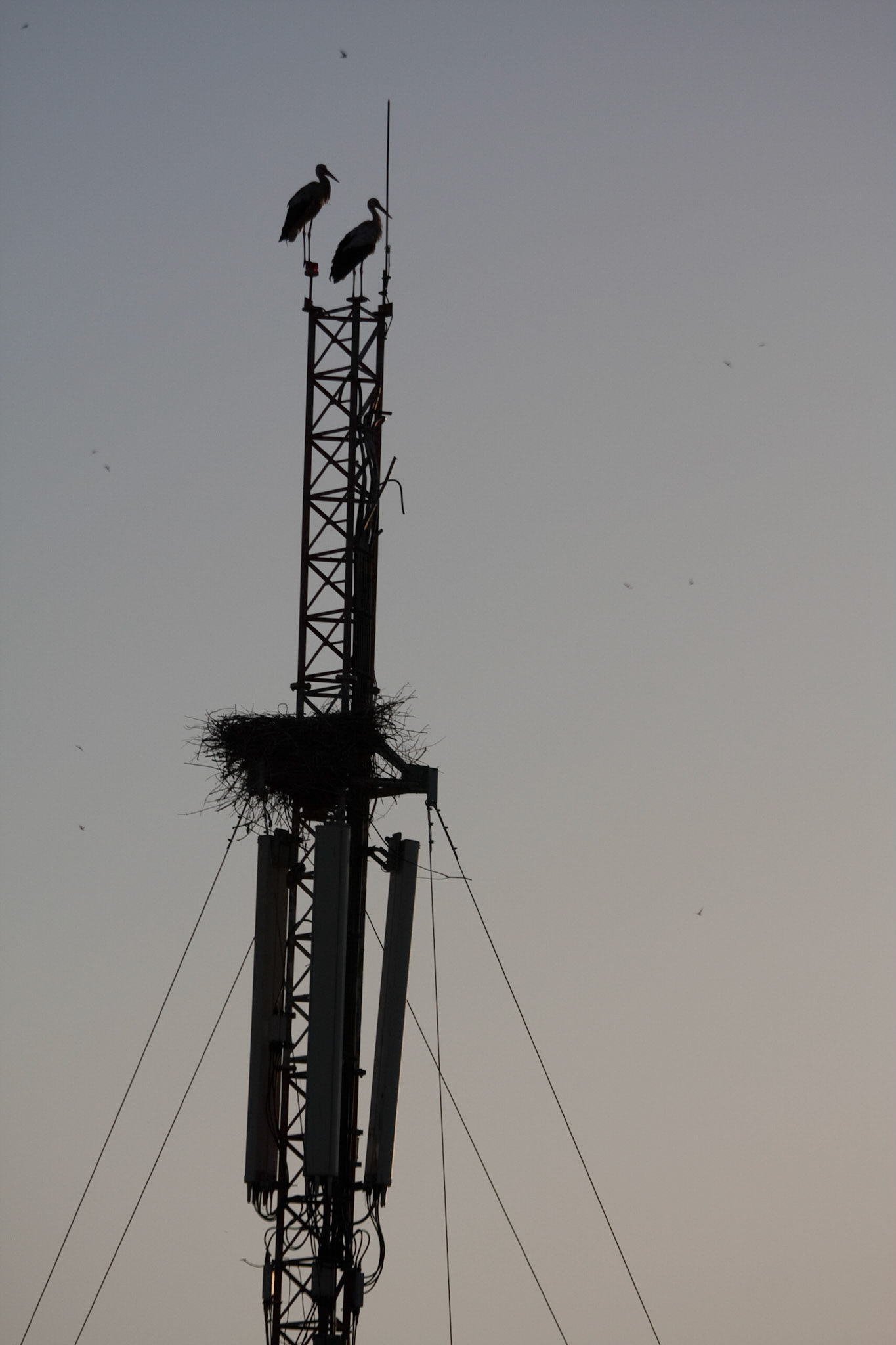 Birds nesting on a mobile phone mast!