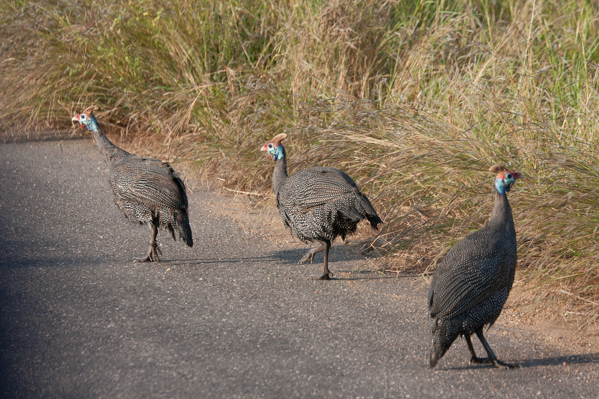 Guinea fowl