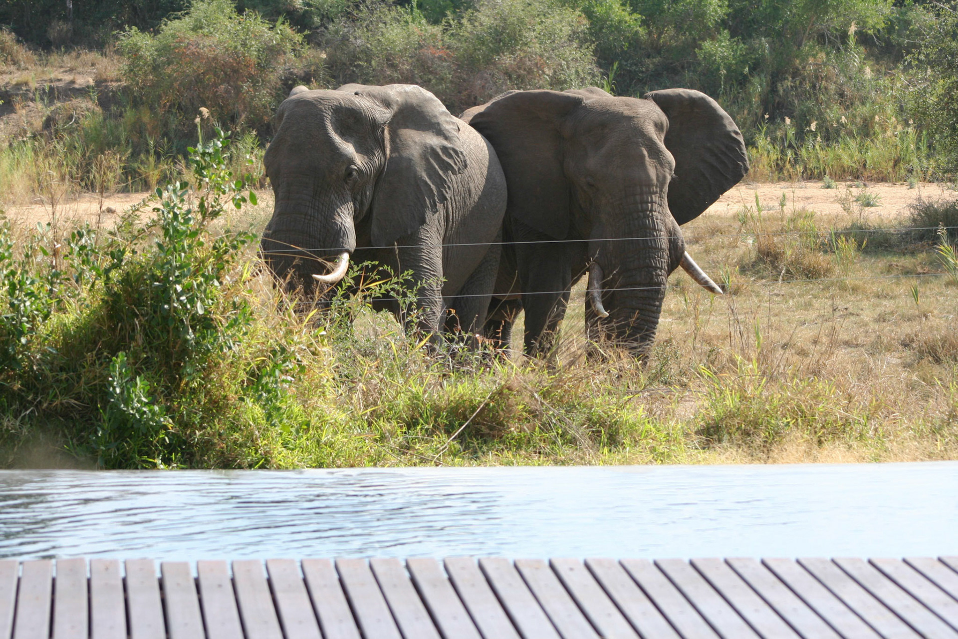 Elephants close to the swimming pool