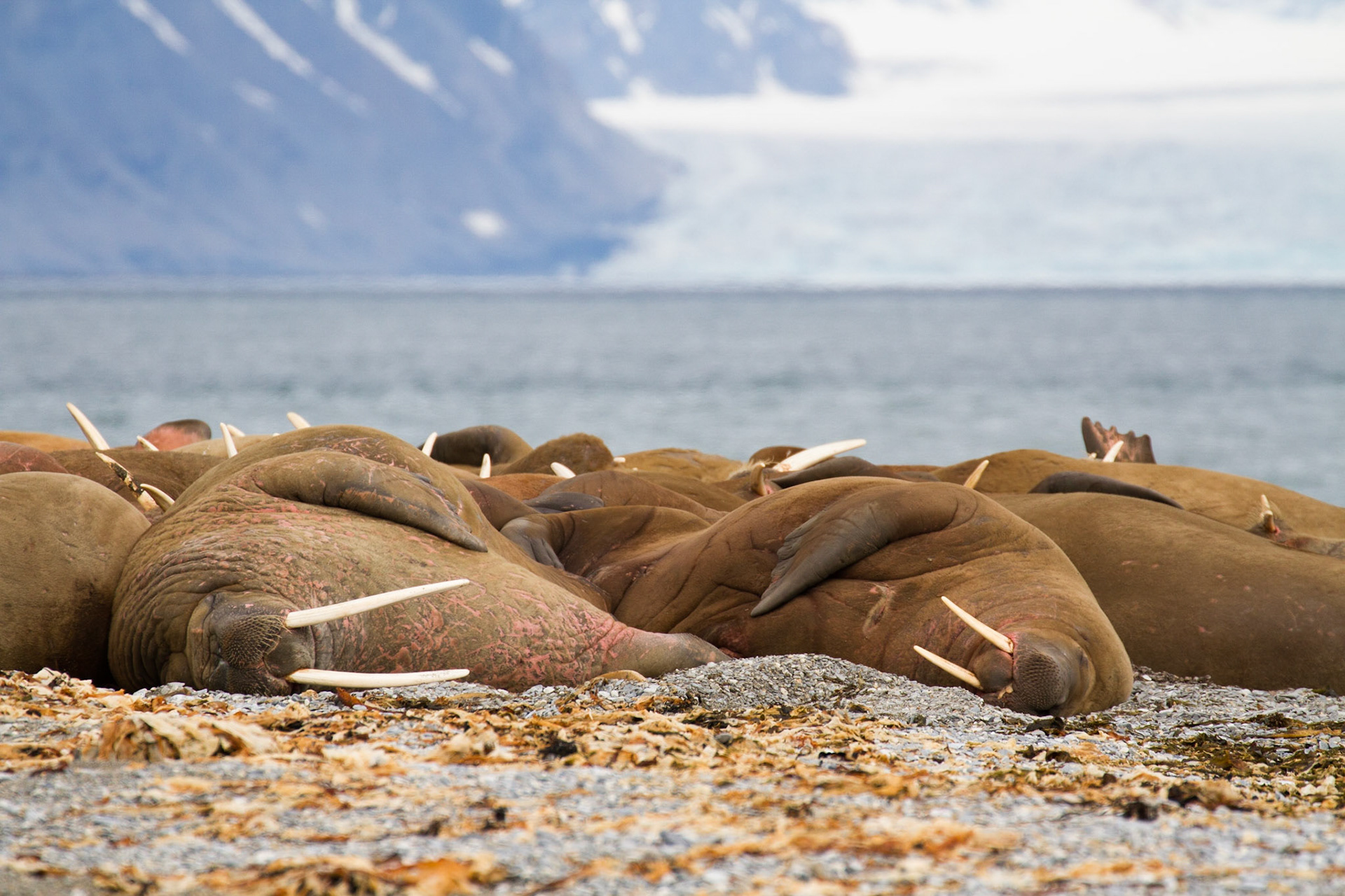 Walrus haul out at Poolepynten