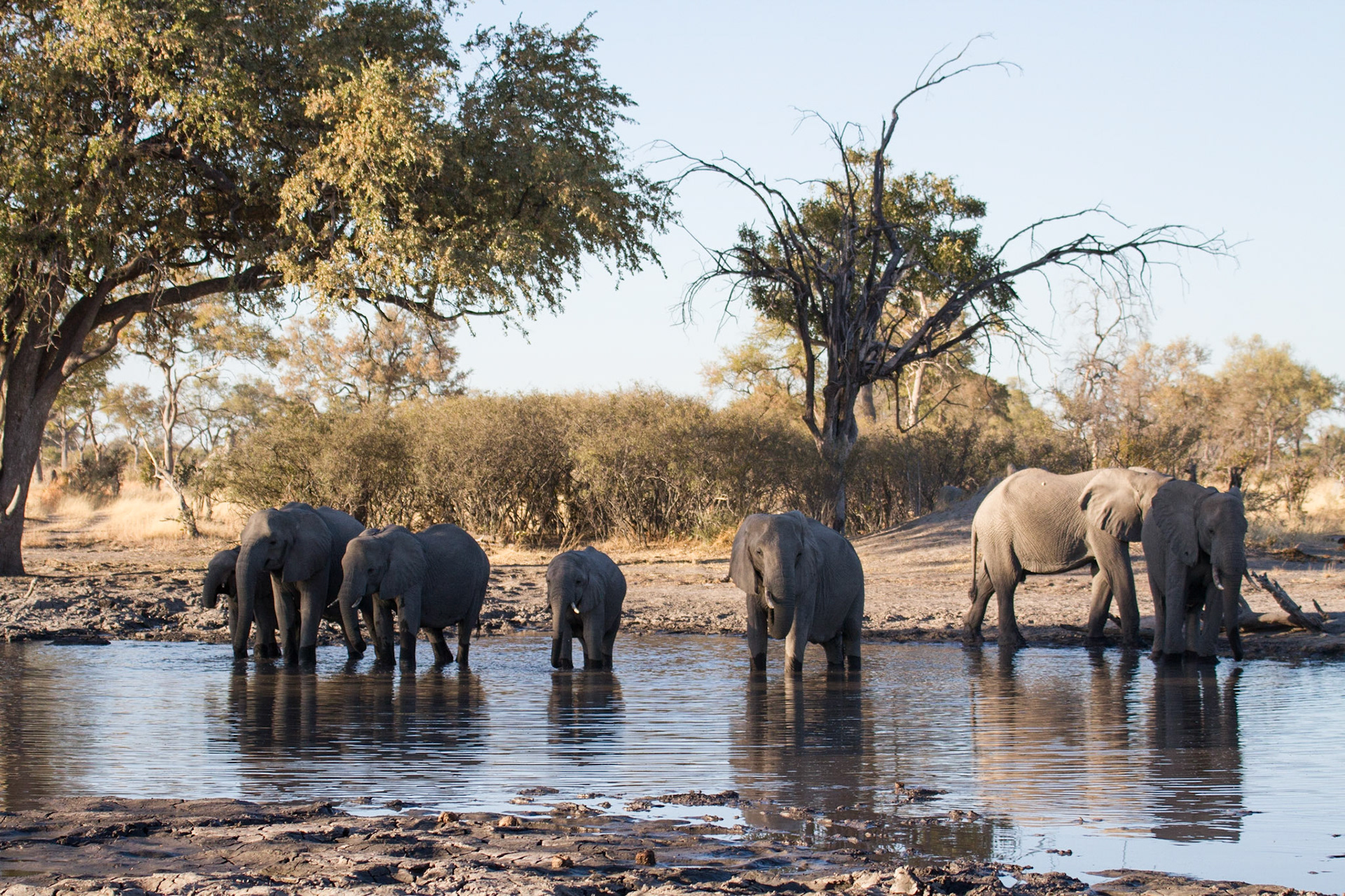 Elephants drinking at a water hole, Selinda