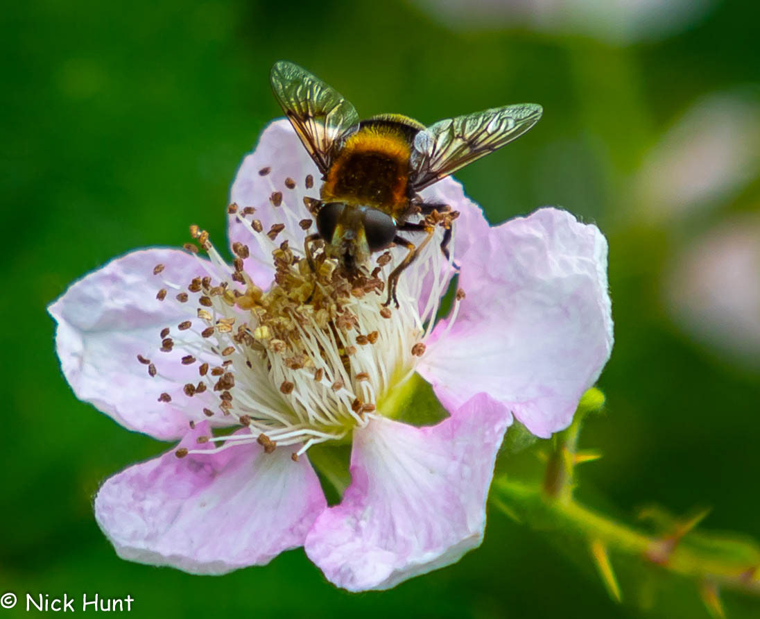 Hoverfly