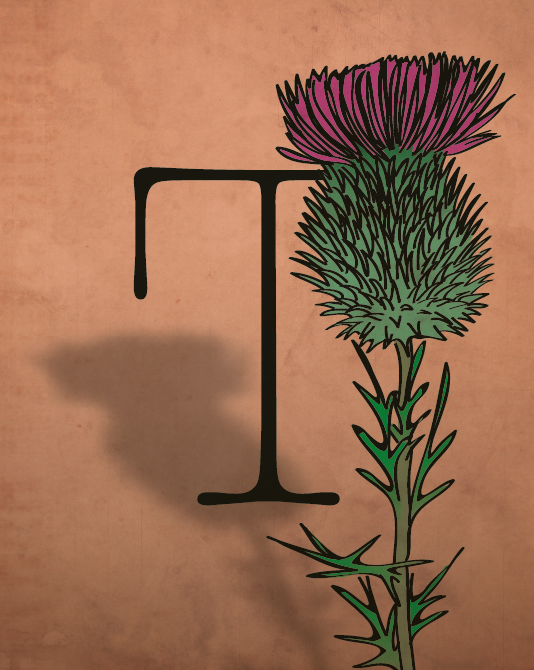 Thistle