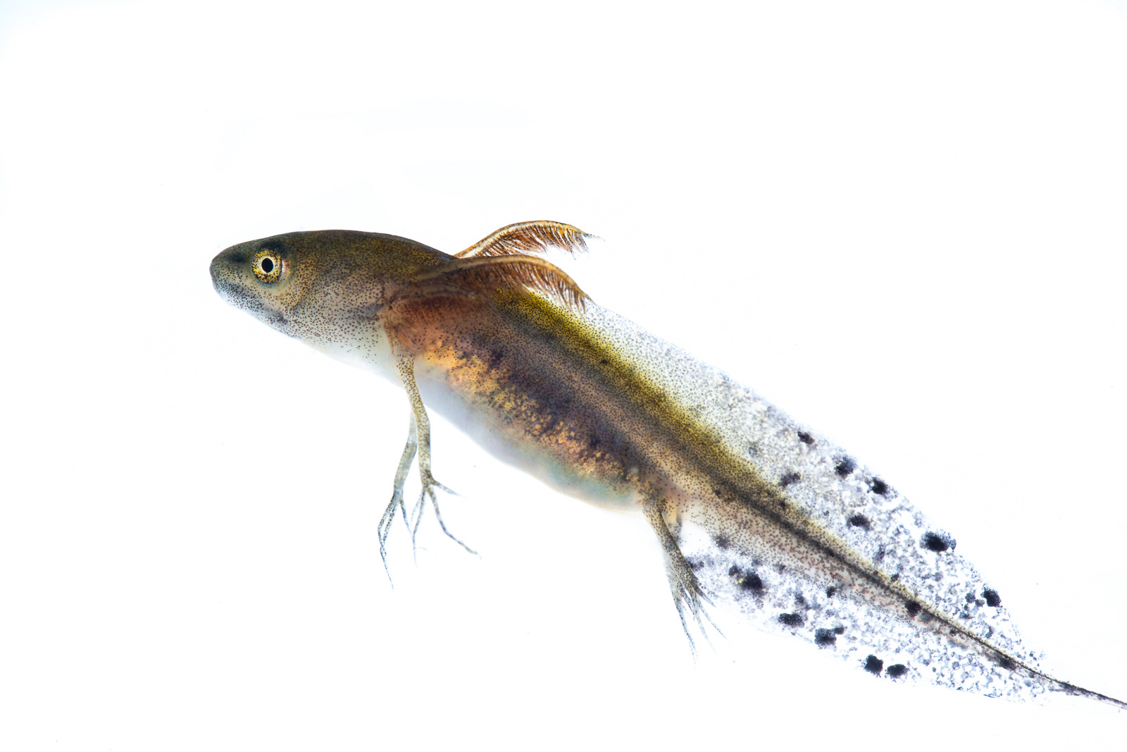 Great Crested Newt larvae photographed in an observation cell before being returned to pond