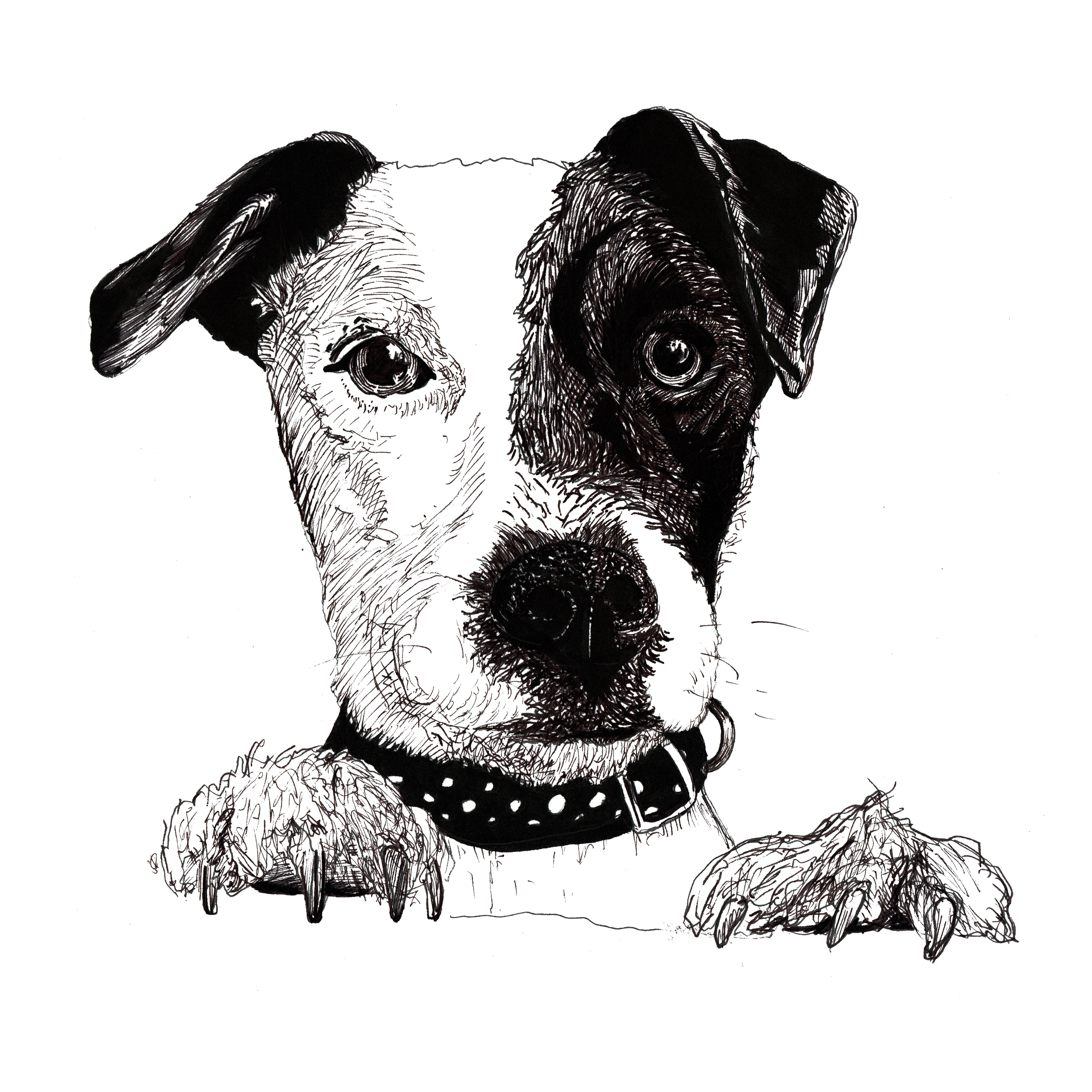 Рисунок собаки графика. Собака рисунок. Собака Графика. Собака рисунок черно белый. Собака рисунок карандашом.