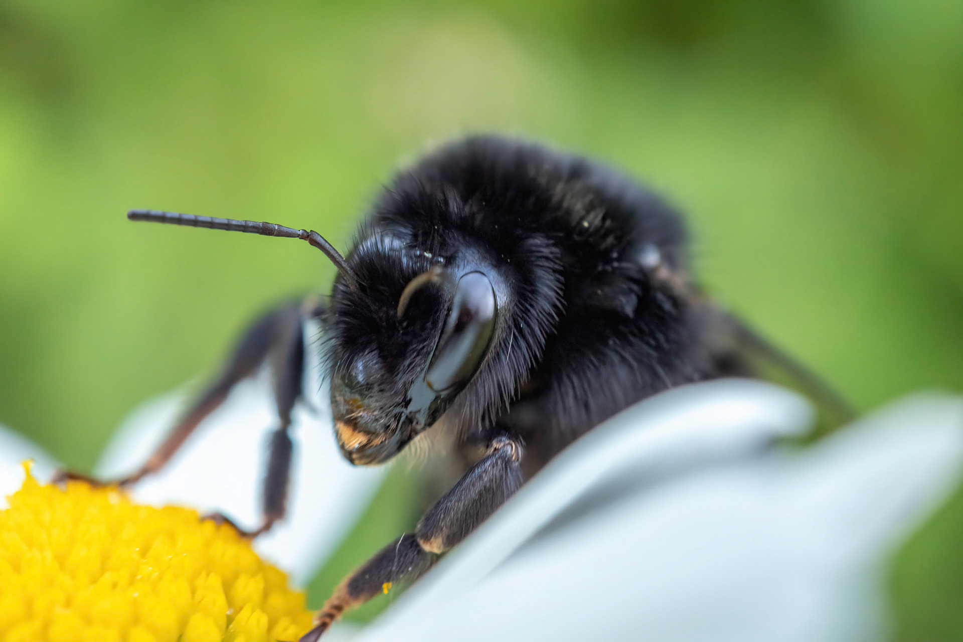Big Bad Bee